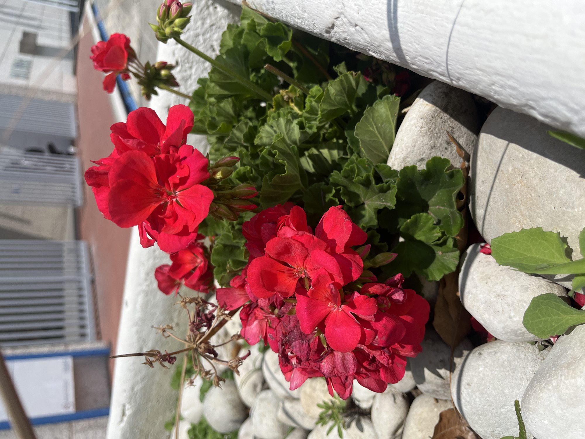 A vibrant close-up shot captures a cluster of red geranium flowers in full bloom, accompanied by their ruffled green leaves, set within a white planter filled with smooth, light-colored stones. The original image is rotated, presenting the flowers on the left side, but they appear in the bottom-right and center of a correctly oriented view.
The foreground is dominated by multiple clusters of geraniums, featuring vivid red petals with darker centers. Some of the flower heads show signs of wilting or drying, with browned, shriveled blooms and dry stalks, indicating various stages of their life cycle. Fresh green leaves with distinct veins and a slightly wavy texture fill the spaces between the flowers and the planter's edge. Several unopened flower buds are also visible, promising future blooms.
The planter, which appears to be a thick white structure, possibly made of concrete or painted metal, provides a stark contrast to the colorful plant. At the base of the flowers and nestled against the white planter are numerous rounded, light grey or white decorative stones, some casting shadows.
Bright, direct sunlight illuminates the scene, creating strong shadows from the planter and the stones, suggesting it is daytime with clear weather. The background is significantly blurred but shows elements of an outdoor urban or residential setting, possibly a building or balcony structure with horizontal slats and a reddish-brown wall in the distance, consistent with a location like Puebla, Mexico. No discernible text or explicit human activity is visible in the frame. The overall impression is one of natural beauty thriving in a carefully maintained outdoor space.