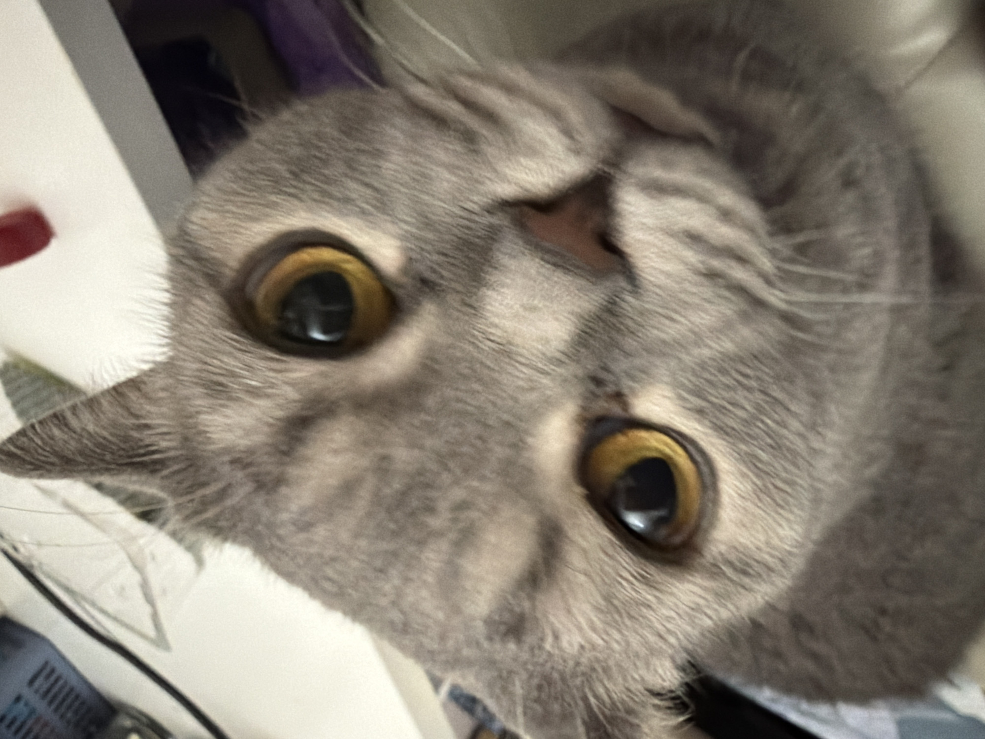 A close-up, high-angle photograph captures the face of a grey cat, likely a British Shorthair, looking directly at the camera. The cat's most striking features are its large, round, amber-yellow eyes with significantly dilated pupils, which reflect light sources, making them appear luminous. A small, dark pinkish-brown nose is visible between its eyes. The short, dense, grey fur covers its face, and parts of its pointed ears are visible on the left and right sides of the frame. The unusual, close-up perspective gives a slightly distorted yet intimate view of the animal's face.
The background is out of focus, indicating an indoor setting. Hints of light-colored surfaces, possibly a white wall or piece of furniture, are visible on the left. Other elements in the blurred background include a patch of purple, some patterned fabric in blue and grey tones, and a dark, thin cable. The lighting appears soft and diffuse, illuminating the cat's face evenly without harsh shadows. The cat's expression seems to convey curiosity or alertness as it gazes directly at the lens. No text is visible in the image. This scene is contextualized as taking place in Perm, Russia.