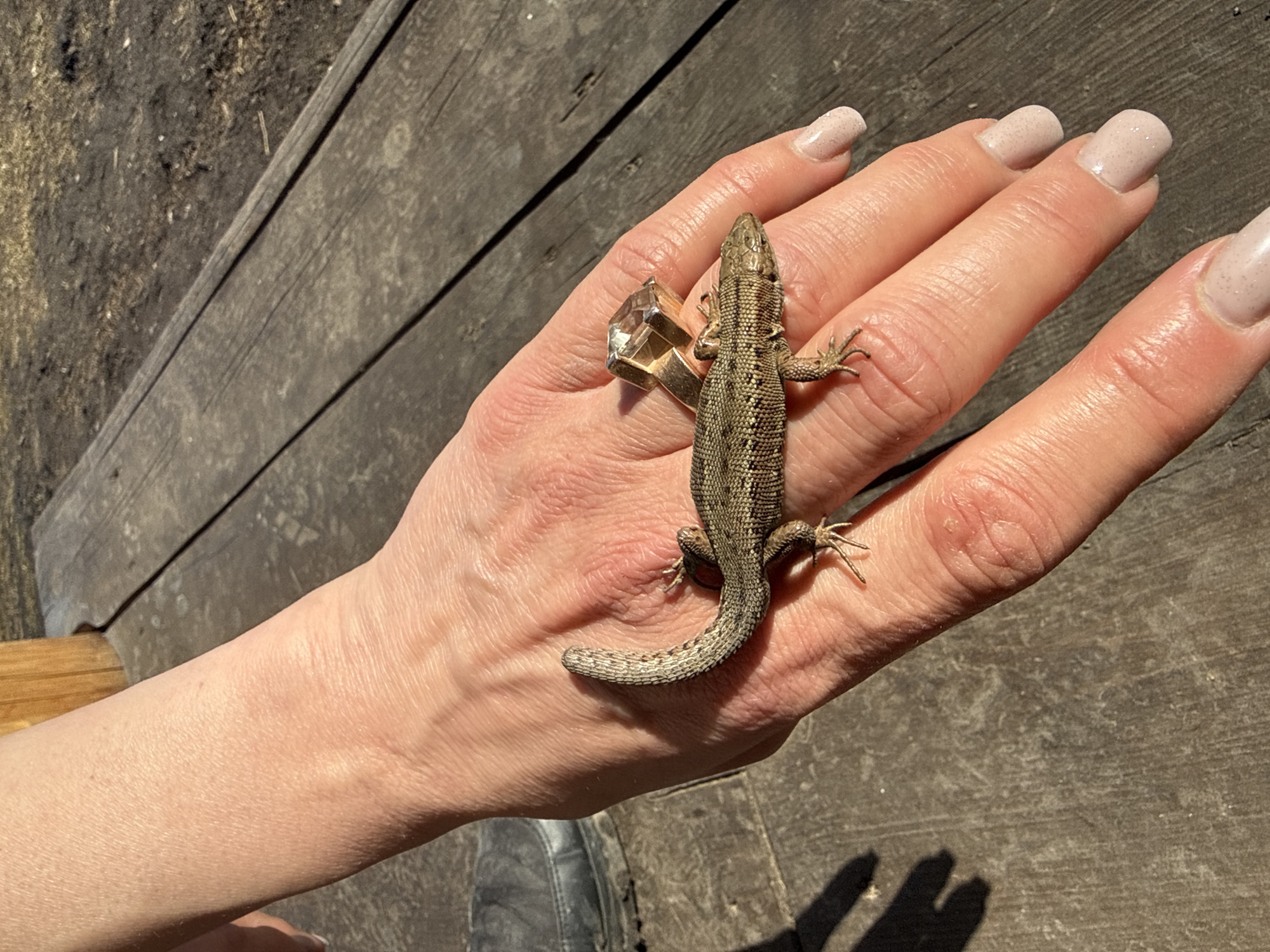 A person's hand is displayed, with a brown lizard resting on the palm. The hand is fair-skinned and adorned with a large, square ring on the ring finger. The lizard is brown with darker markings along its back. The background consists of weathered wooden planks and a glimpse of a black leather shoe. The location is Tyulyuk, Russia.