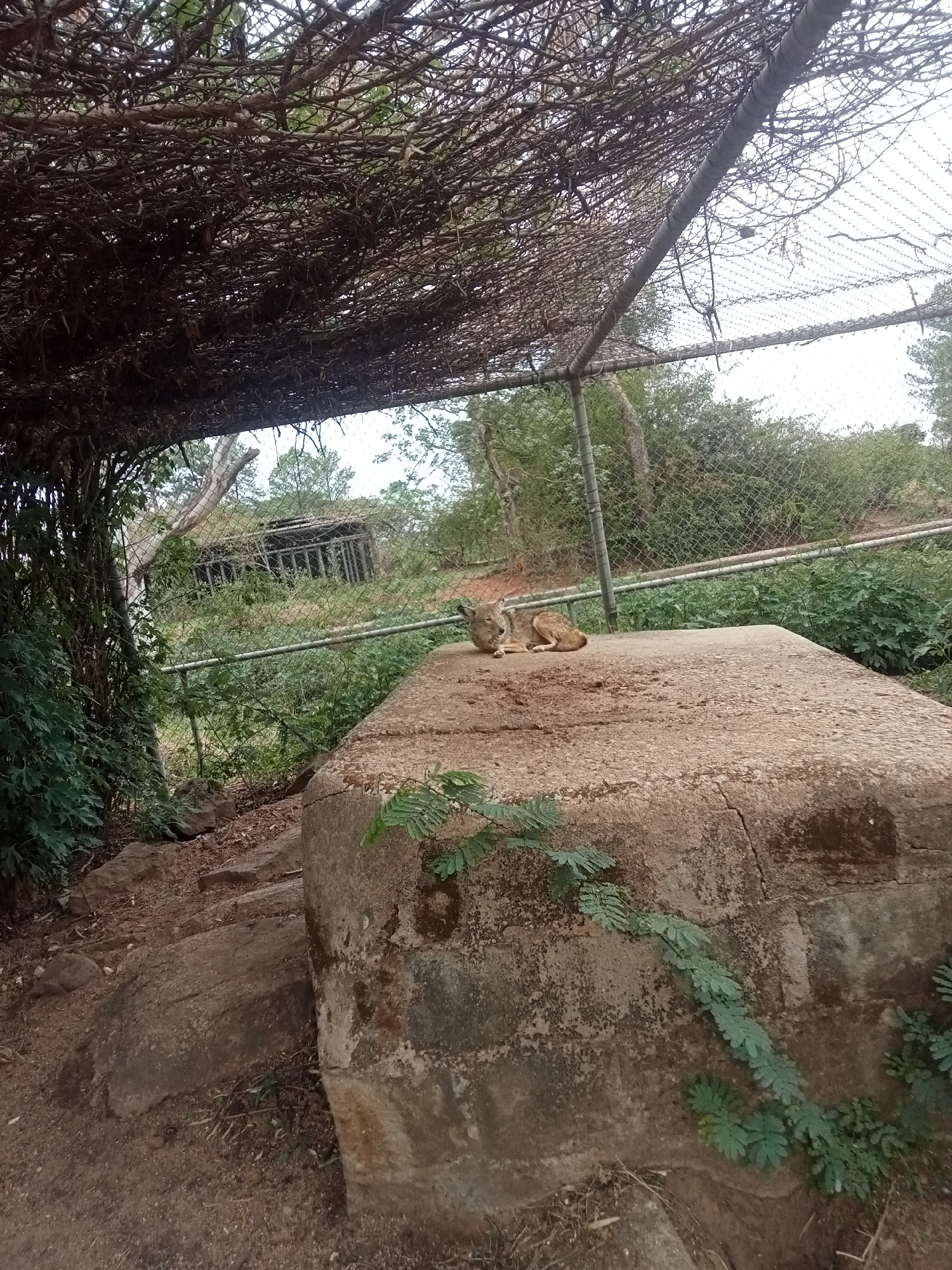 A tanned coyote lies on a weathered, concrete platform, positioned in front of a chain-link fence. Beyond the fence, there's overgrown greenery and an abandoned structure with visible vertical bars. The scene is partially shaded by a dense network of branches and vines supported by a metal frame overhead. The ground is dirt. The location is Jos, Nigeria, based on the presence of a coyote, a species not native to this region, which suggests this is a zoo or wildlife park.