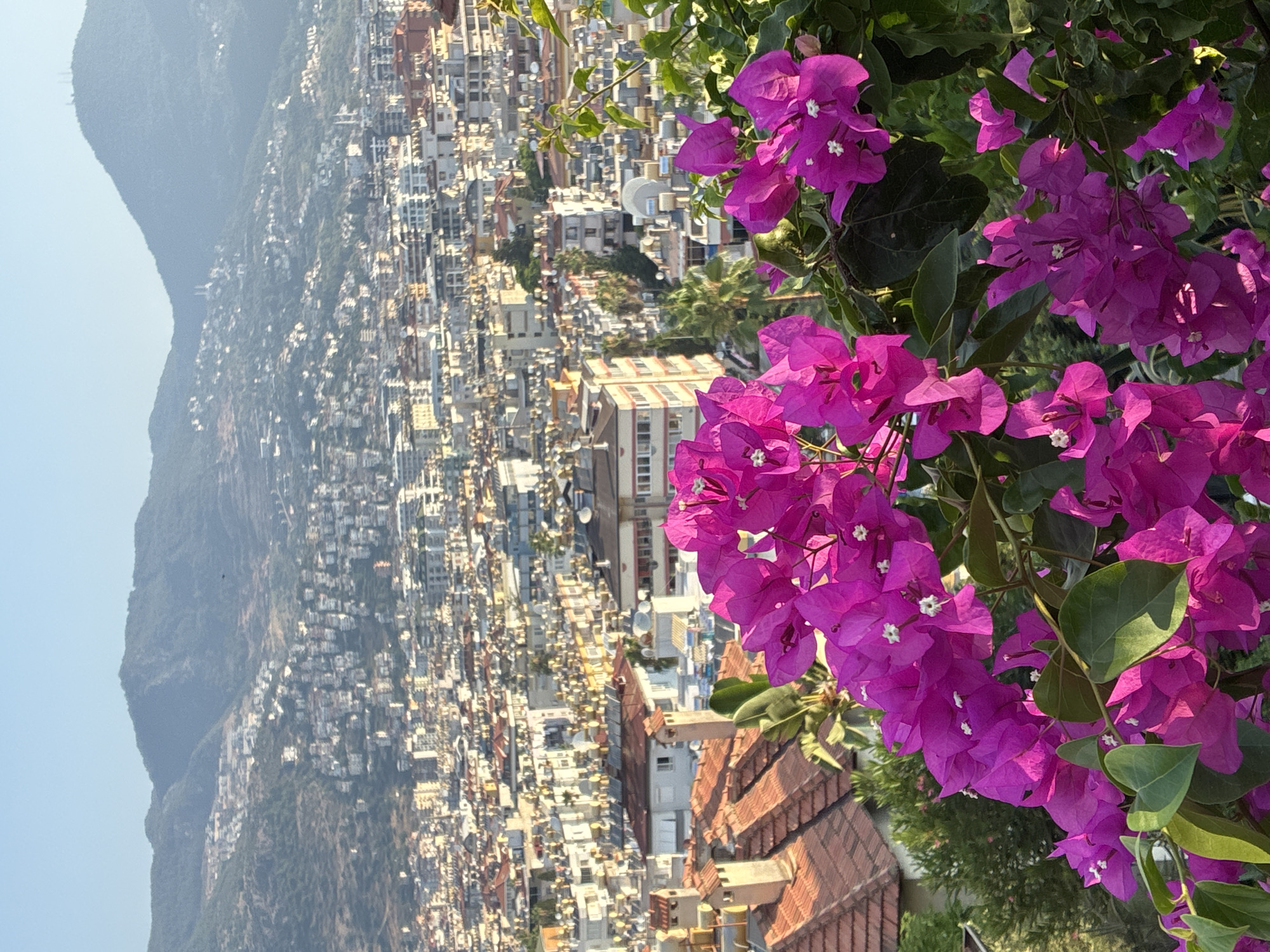 The image captures a vibrant close-up of bright magenta bougainvillea flowers in the foreground, with their delicate petals and green leaves. Behind the flowers, a sprawling cityscape of Alanya, Turkey, unfolds. The city is densely packed with buildings of varying sizes and colors, predominantly white, beige, and terracotta roofs, cascading down a hillside towards the sea, though the sea itself is not visible in this frame. The architecture suggests a warm, Mediterranean climate. In the background, green, tree-covered mountains rise, silhouetted against a clear, pale blue sky. The overall impression is one of a sunny day, highlighting the natural beauty of the flowers against the urban landscape.