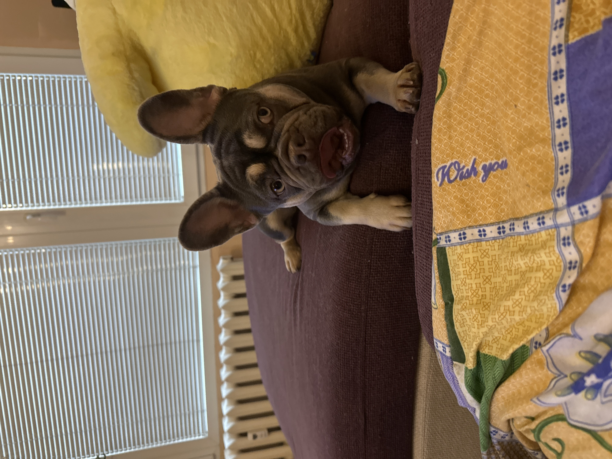A blue and tan French Bulldog puppy is depicted lying on a dark purple upholstered surface, likely a sofa or bed, in the city of Unknown, Unknown. The dog faces forward, looking directly at the viewer with an open mouth, revealing a curled tongue and part of its lower teeth. Its front paws rest on the purple fabric, and its distinctive upright ears are prominent. To the dog's right, a large, fluffy yellow object, possibly a cushion or toy, is visible. In the foreground, below the purple surface, a multi-colored blanket is draped, featuring a yellow base with a geometric pattern, blue borders with white clover-like motifs, and green accents. The text "Wish you" is discernable in blue on the yellow portion of the blanket. The background features a white-framed window covered by horizontal blinds, which are partially open. Below the window, a white, ribbed radiator is affixed to a light-colored wall. The scene is indoors, suggesting a domestic environment.