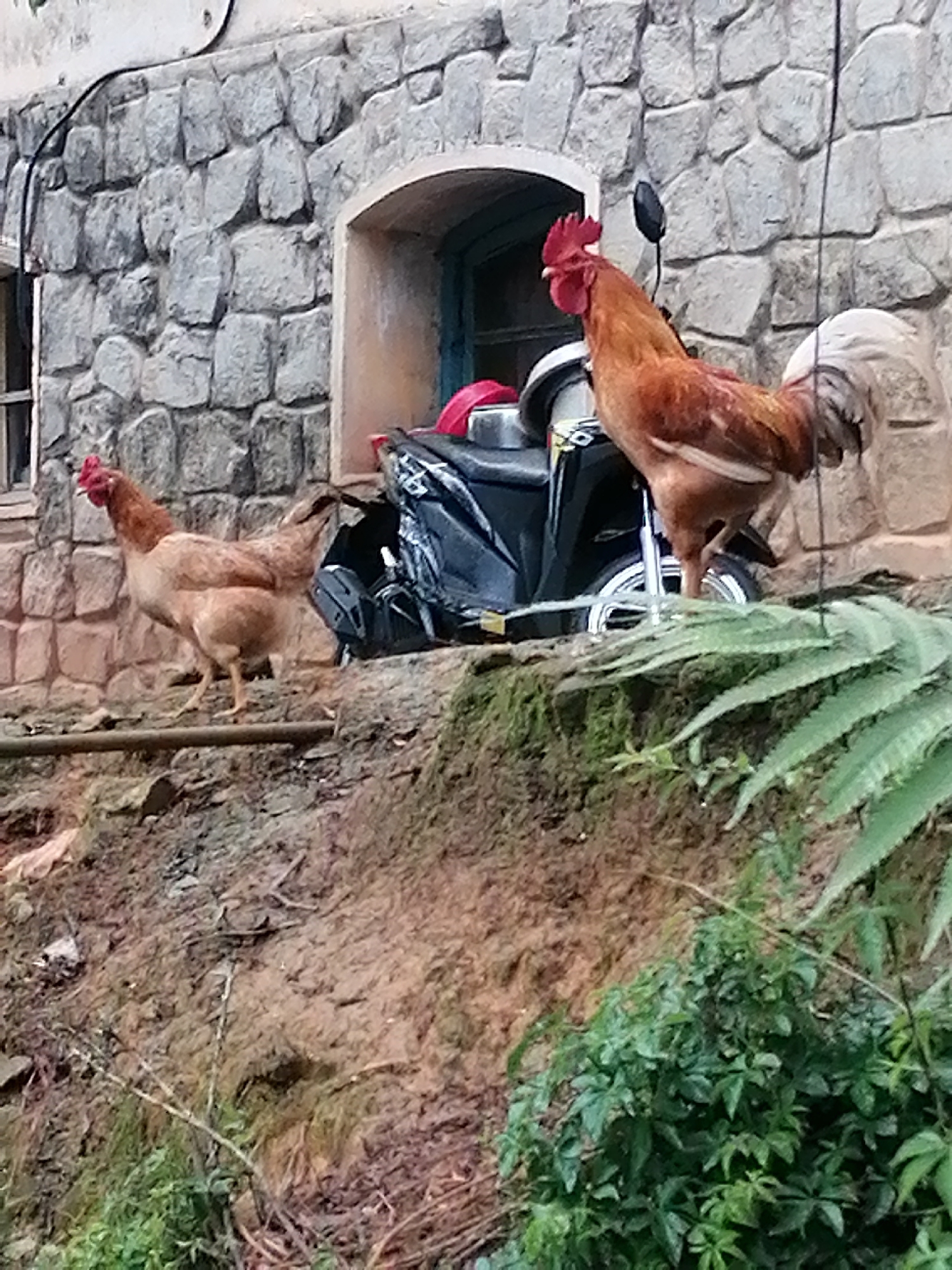 Two chickens and a rooster are on a dirt slope in front of a stone building. The building has a arched window and a dark-colored scooter parked in front of it. The rooster is on the right, facing left, with its wings slightly open. The hen is on the left, facing right. Green foliage is visible in the foreground and background. The image is taken from a slightly low angle.