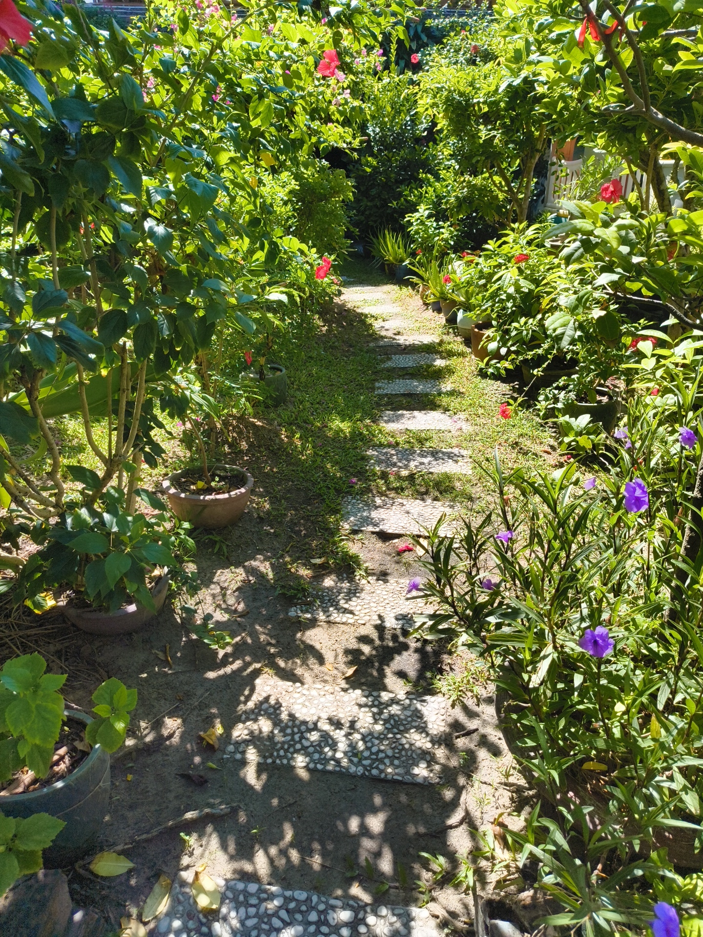The image shows a garden path in Phu Thuy Ward, Vietnam, lined with lush greenery and blooming flowers. The path is made of stone slabs and leads into the distance, shaded by the dense foliage of trees and bushes. Red hibiscus flowers are visible among the green leaves, as are several purple flowers closer to the foreground. Sunlight filters through the leaves, creating dappled shadows on the path and ground. Potted plants are arranged along the edges of the path. The scene is serene and appears to be a well-maintained outdoor space.