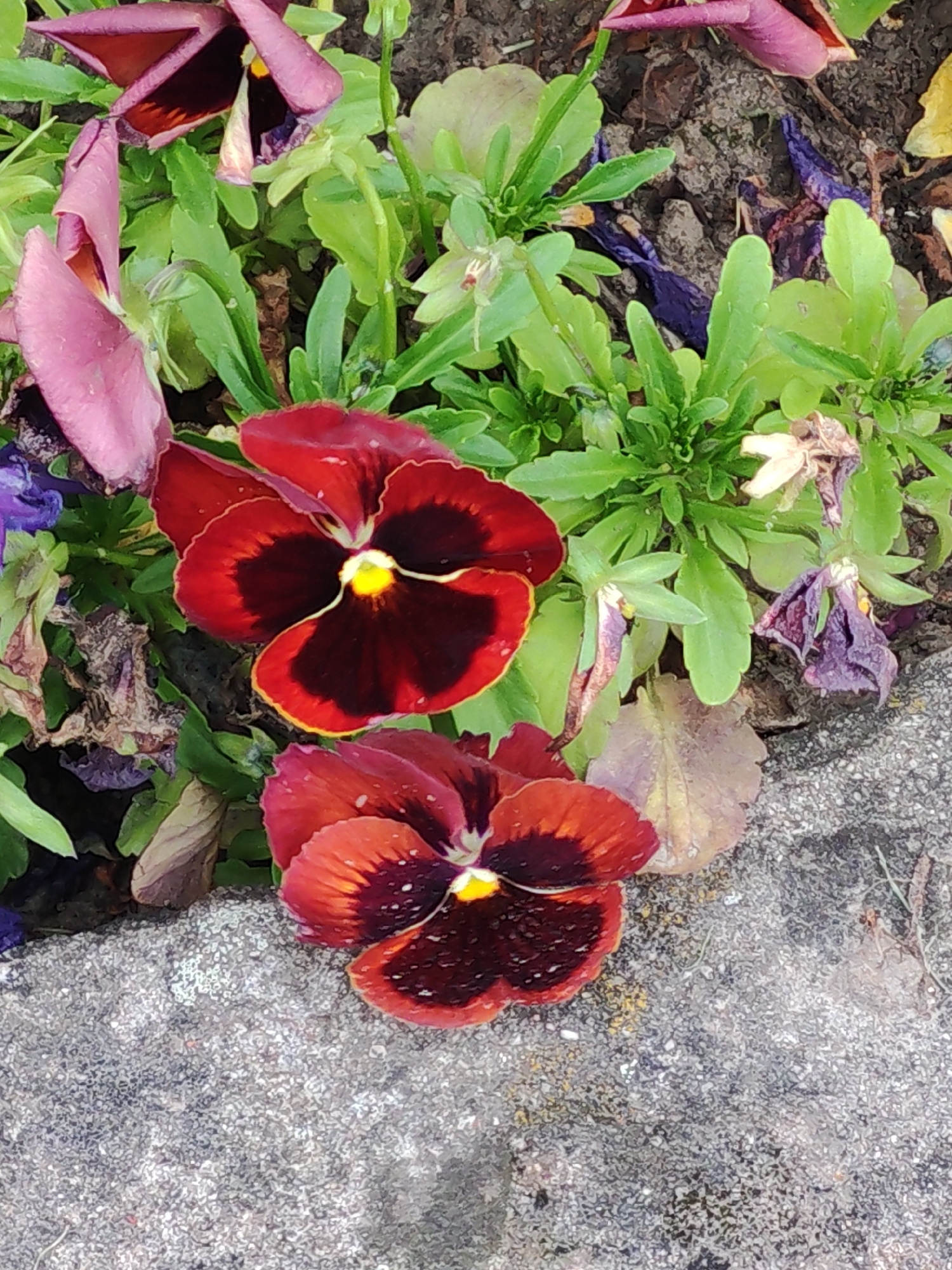 The image shows a close-up view of a bed of pansies, with two prominent red and dark maroon flowers in the foreground. The flowers have yellow centers and velvety petals. Around them are green leaves and some dried, withered petals in shades of pink, purple, and light yellow. The flowers are nestled amongst the greenery, with a grey, textured surface, likely a stone or concrete border, occupying the lower portion of the frame. The lighting suggests it might be daytime, and the overall scene is one of a garden setting, perhaps indicating a mild or slightly overcast day given the diffused light. There is no visible text in the image. The focus is on the detailed textures and colors of the flowers and surrounding foliage.