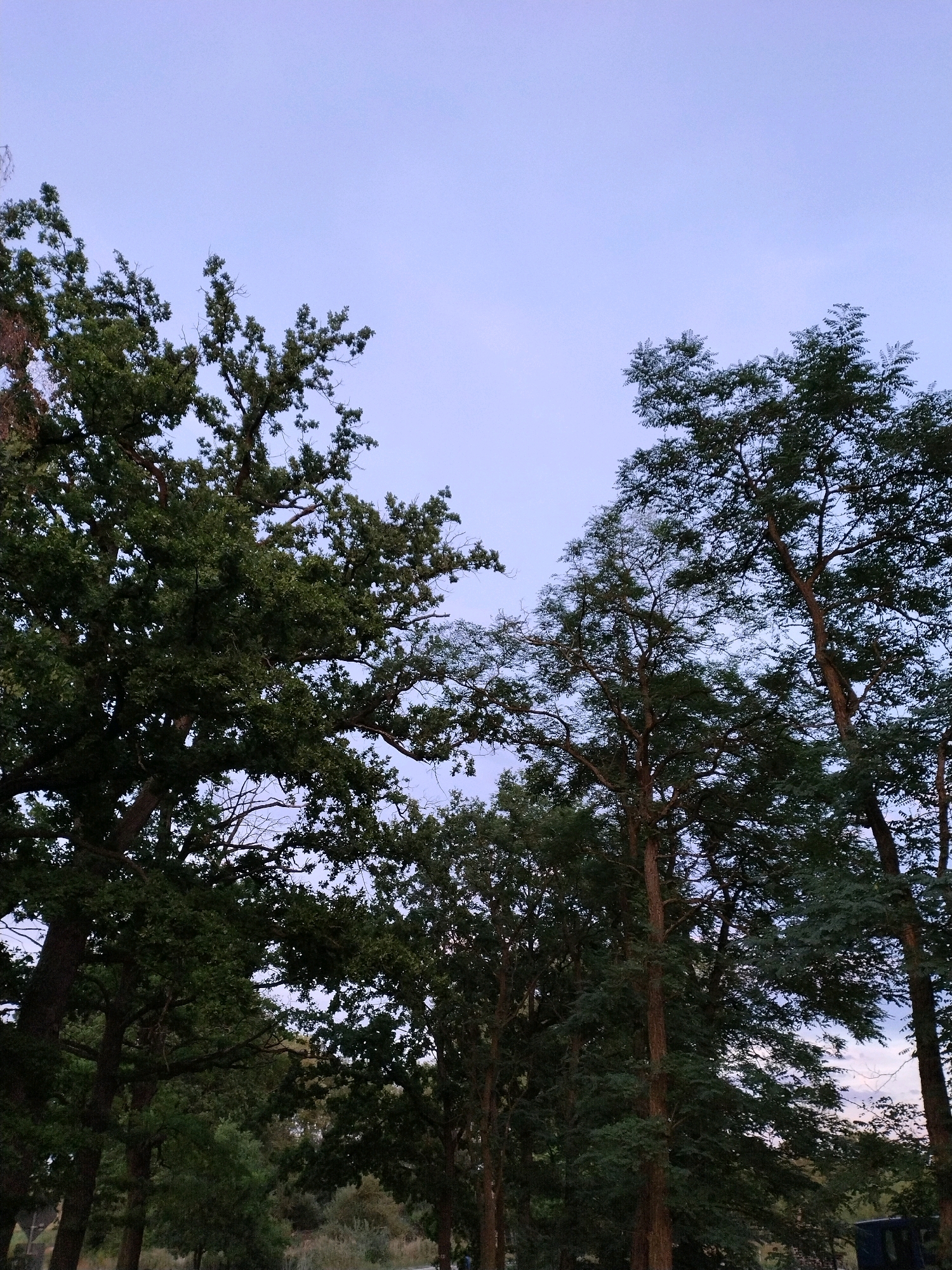 This image depicts a cluster of trees with dense foliage, silhouetted against a pale, twilight sky. The perspective is from below, looking upwards through the branches. The trees are predominantly deciduous, with dark green leaves. The sky exhibits a gradient of soft blues and purples, typical of dusk or dawn. There are no visible people, animals, or man-made objects within the frame, suggesting a natural or park-like setting. The location is identified as Dobev, Czechia, implying this is a scene from the Czech countryside or a town with significant green spaces. The overall atmosphere is serene and tranquil, bathed in the muted light of a fading day.
