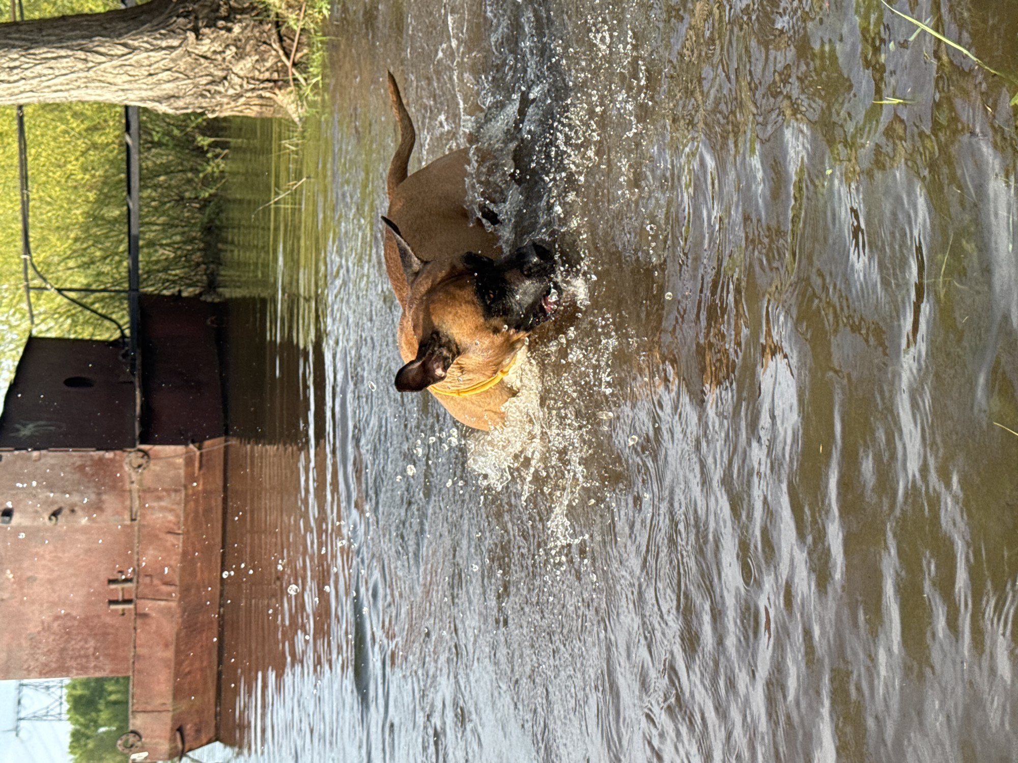 A medium-sized tan dog with a black muzzle is splashing in water, likely a lake or river. The dog is wearing a yellow collar and its head is partially submerged, causing water to spray around it. The water is murky with ripples and reflections. In the background, there is a rusty metal structure, possibly part of a boat or dock, and green vegetation, including a tree branch. The location appears to be near a shore or riverbank. It is difficult to verify the location as Chaikovsky, Russia without additional information.