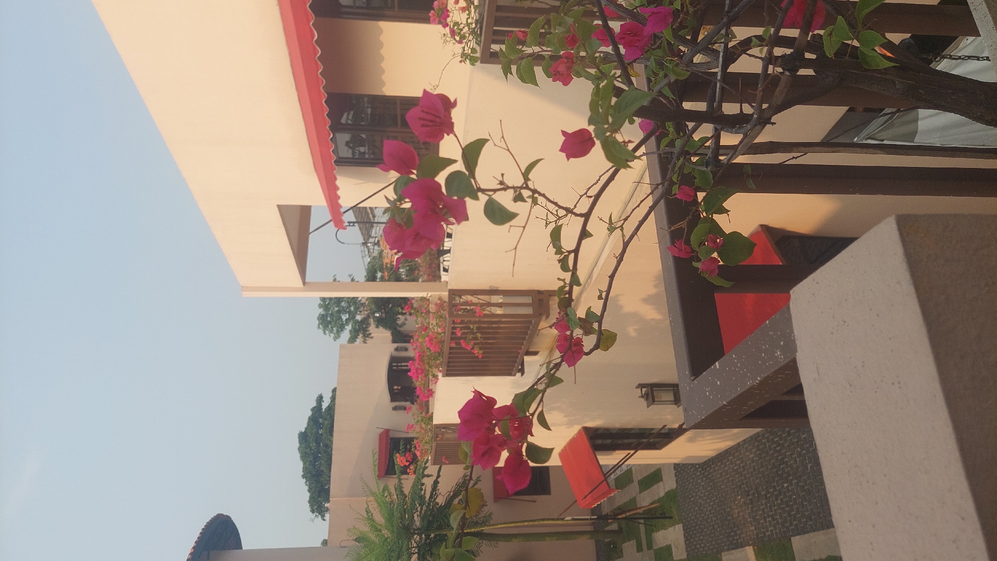 The image shows a perspective looking down from a balcony or elevated walkway towards a courtyard area. The architecture consists of modern, light-colored buildings with red awnings over windows. Bougainvillea flowers, predominantly in shades of pink and magenta, are blooming in planters along the balconies and on a tree in the foreground. The ground level features a paved pathway with square stepping stones and some greenery. The sky is clear and light blue, suggesting daytime. The overall scene depicts a well-maintained, outdoor space within a residential or commercial complex in Cileungsi, Indonesia. There are no people visible in the image.