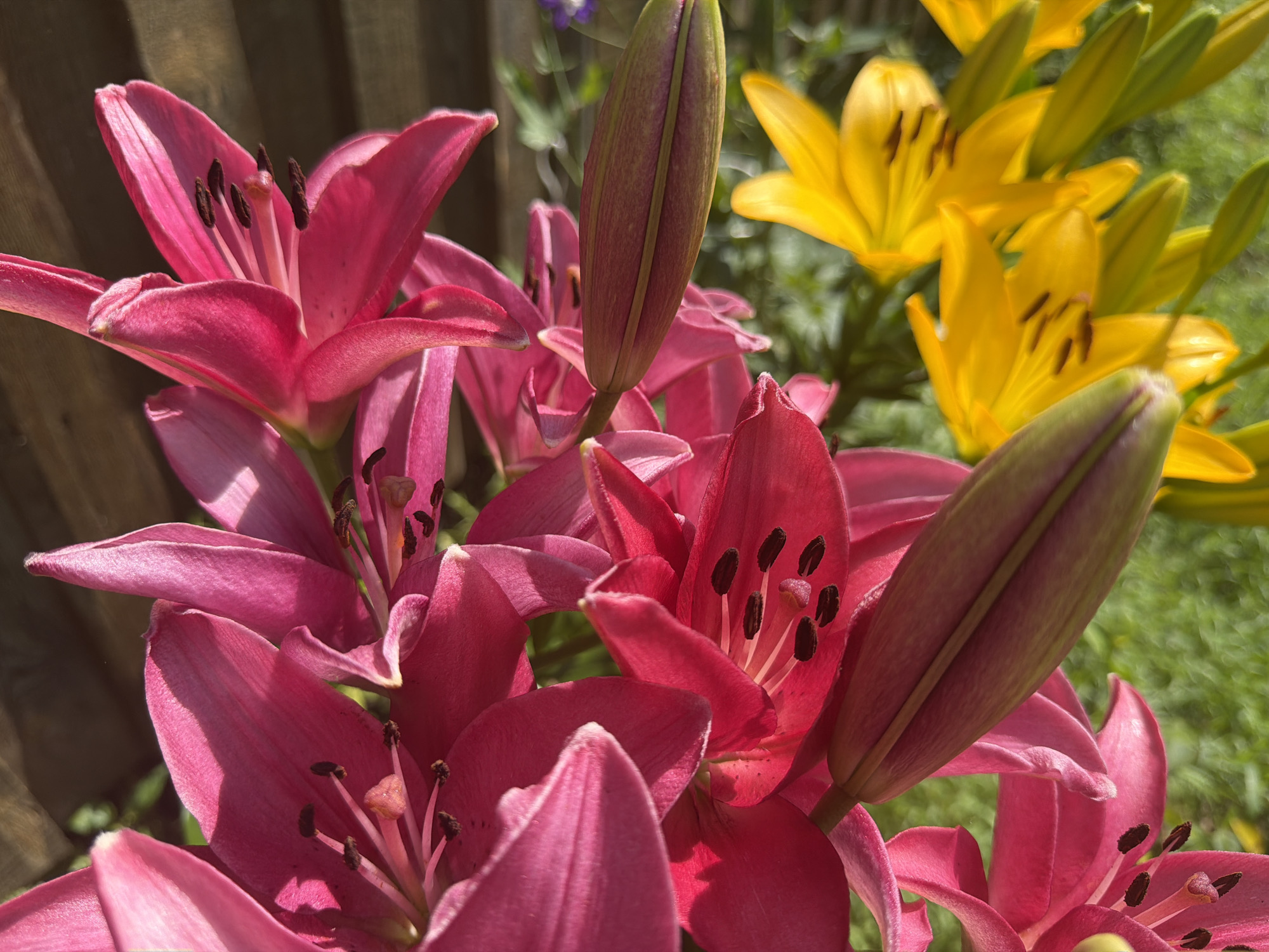 A close-up, high-angle shot captures a cluster of vibrant pink lilies in full bloom, their petals unfurling to reveal dark anthers. Several unopened lily buds, with their characteristic elongated, pointed shape and a reddish-green hue, are interspersed among the open flowers, some appearing to be in the process of opening. To the right and slightly out of focus, a group of bright yellow lilies provides a contrasting splash of color. The background consists of a weathered wooden fence on the left and lush green foliage, suggesting an outdoor setting in a garden. The lighting indicates a sunny day, with shadows playing across the petals and buds. No people are present in the image. The scene is consistent with a garden in Zavodoukovsk, Russia, likely during the summer blooming season.