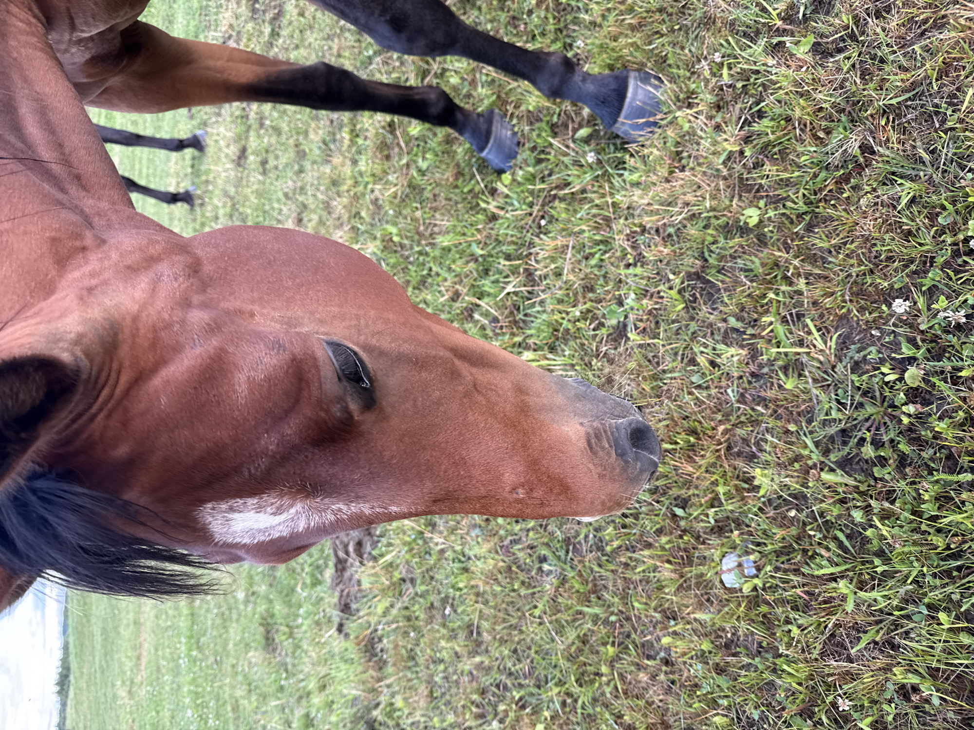 An adult brown horse with a white blaze on its forehead stands in a grassy field. The horse's head is lowered, and its eyes are partially closed. Its mane is black and hangs down its neck. The horse's legs are visible, with black hooves. Another horse, mostly obscured, is visible in the background. The field is covered in green and brown grass, with scattered small white flowers. A small, light-colored object, possibly a mushroom, is visible in the grass in the foreground. The sky is overcast. The image appears to have been taken outdoors, likely in a rural area, with no distinct urban features to pinpoint it to the city of Galinė, Lithuania.