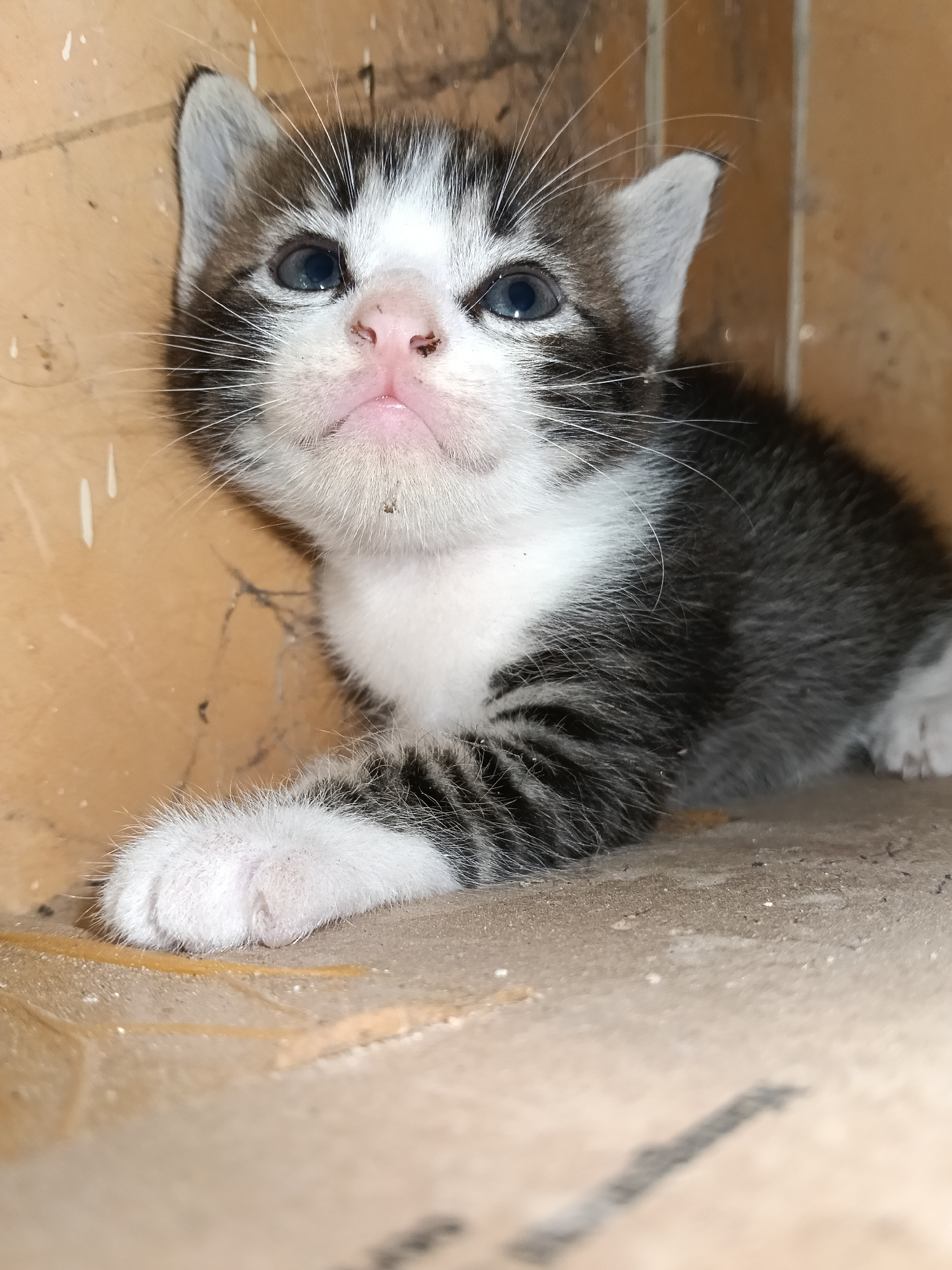 A close-up, low-angle shot depicts a small kitten, primarily black and white, with blue eyes. The kitten is lying down, with one white paw extended towards the foreground. The background consists of what appears to be a corner of a room, possibly a tile wall, with a tan or light brown color. There are some small marks or imperfections on the wall. The surface the kitten is lying on is similarly colored and dusty. The location is unspecified beyond the city of Unknown, Unknown.