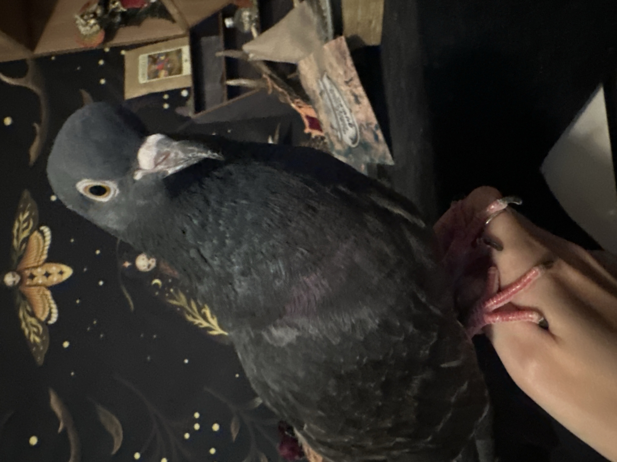 A pigeon is perched on a person's hand in the foreground. The pigeon is dark gray with pink feet and a white beak. The background features a dark tapestry with a moth and celestial motifs, as well as shelves with various items, including what appears to be a framed picture or card and some dried plant material. There is no indication of a specific location within the city of Togliatti, Russia.