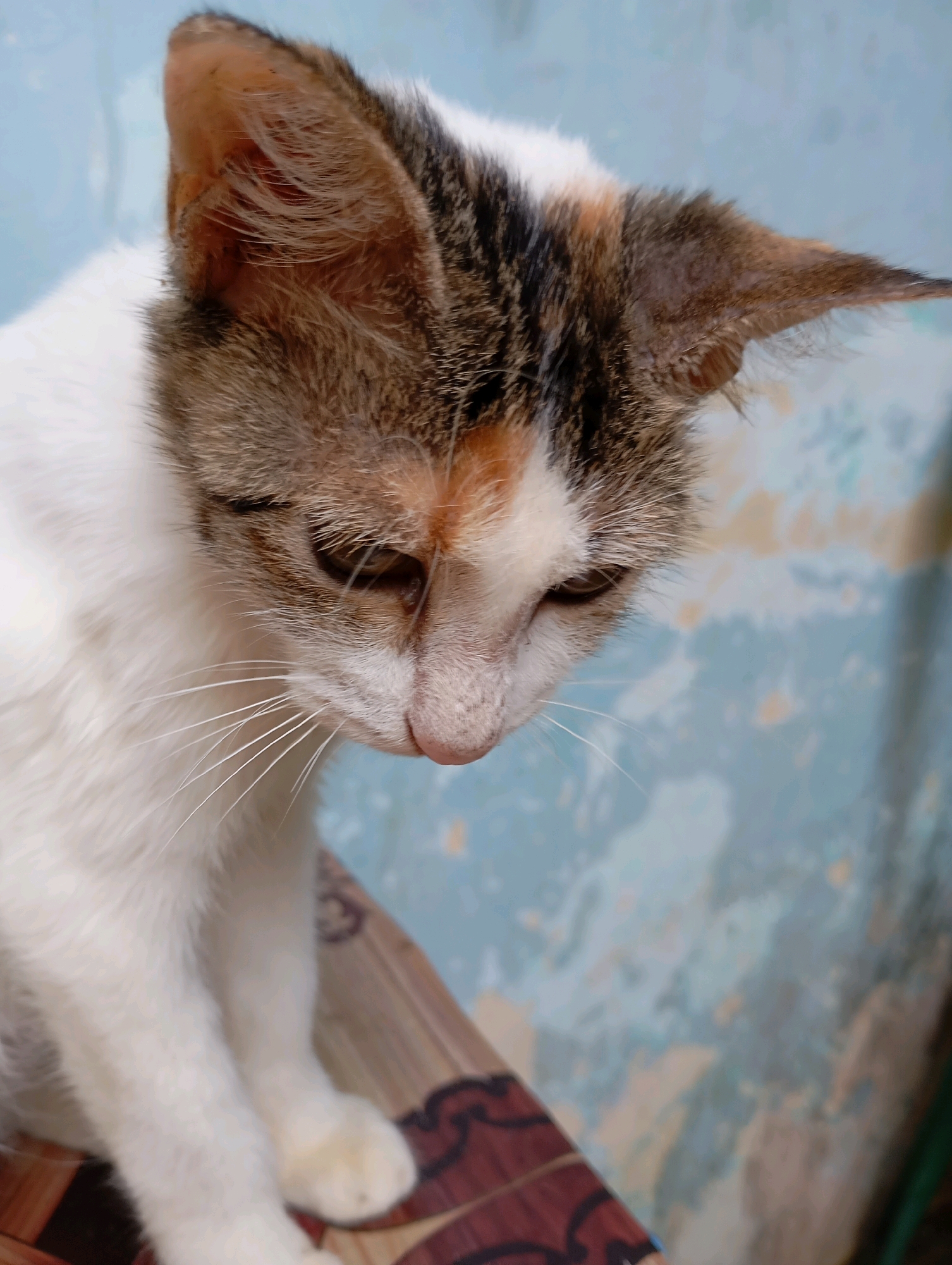 A calico cat with white, brown, and black markings is captured in a close-up, medium-angle shot. The cat is looking downwards, with its head slightly tilted. Its eyes are visible and appear brown. Long white whiskers extend from its muzzle. The cat's ears are upright and show intricate patterns of fur. The background is a textured, pale blue wall with some lighter patches, possibly indicating peeling paint or wallpaper. The cat is positioned on a surface with a patterned design, featuring brown and black motifs. The overall lighting suggests an indoor or shaded outdoor environment. The image does not contain information that places it in Balikpapan, Indonesia.
