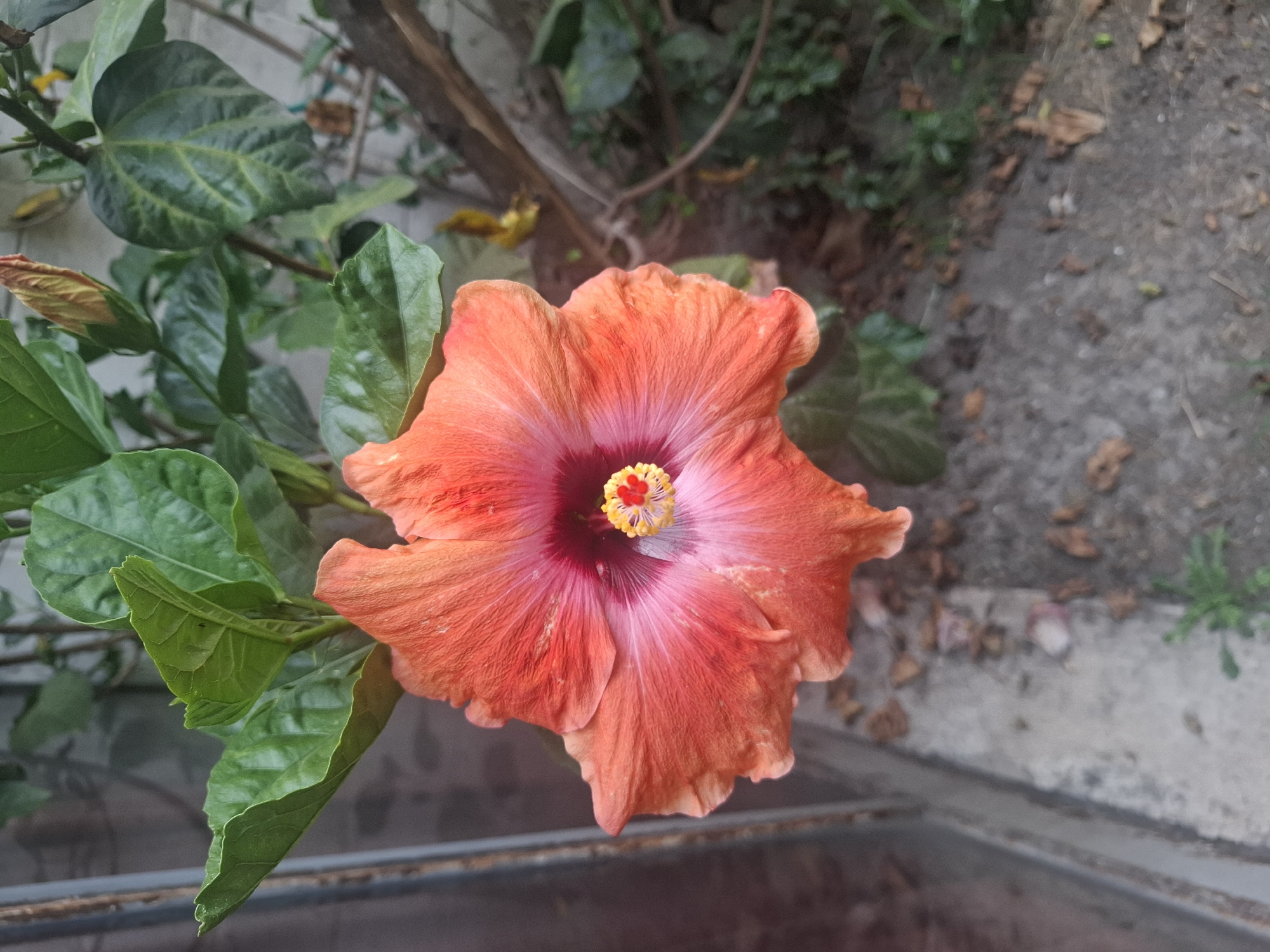 The image displays a vibrant orange and red hibiscus flower in full bloom, captured from an overhead perspective. The flower's petals graduate from a soft orange at the edges to a rich pinkish-red, deepening into a crimson throat. A prominent staminal column emerges from the center, topped with bright yellow anthers and red stigmas.
To the left of the main flower, lush green leaves are visible, along with a partially opened flower bud, suggesting further blooms. The background features blurred green foliage and tree branches, indicative of an outdoor garden setting. The ground area in the upper and lower right portions of the image shows a grey, concrete-like surface, scattered with dry leaves and small green plants. A faint, dark horizontal bar or railing can be seen in the lower background. The scene is bathed in natural daylight, enhancing the vivid hues of the flower and surrounding vegetation. No people or text are visible. This botanical scene is set in Naucalpan de Juárez, Mexico.