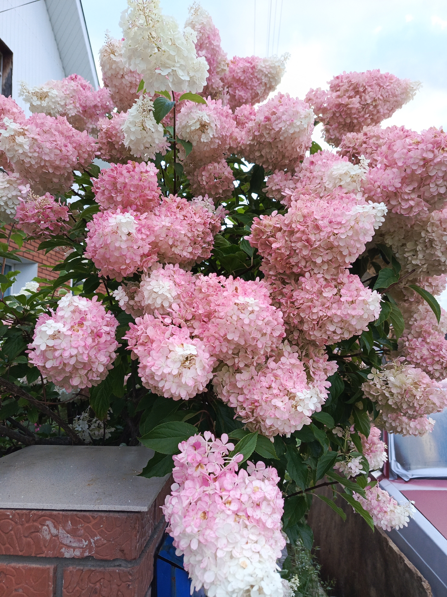 A medium shot captures a dense cluster of hydrangeas with large, cone-shaped blooms in varying shades of pink and white. The flowers dominate the frame, with lush green leaves providing a backdrop. In the upper left corner, a portion of a white-sided building with a slanted roof is visible. To the left, a red brick structure and a dark blue object can be seen. The foreground features a textured brick pillar topped with a flat, gray stone. The image appears to be taken outdoors, likely in a residential garden or park setting. The lighting suggests it is daytime.
