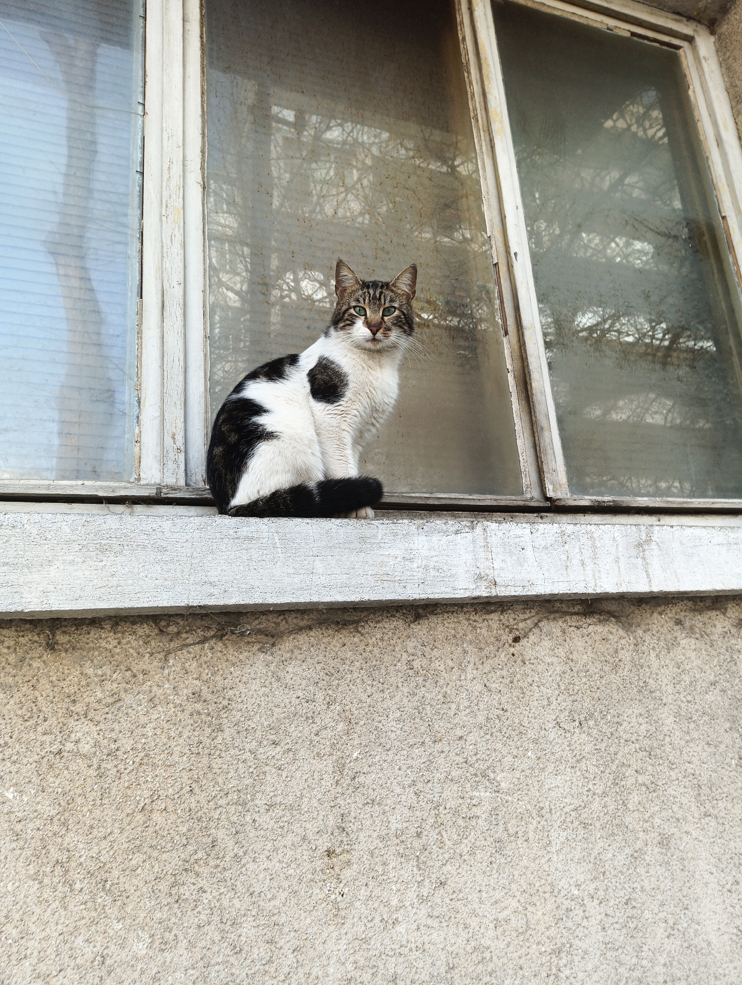 A medium, eye-level shot depicts a tabby and white cat sitting on an exterior window sill. The cat has a white body with large, dark spots and a dark striped head. Its tail is dark and curves around its feet. The cat faces forward with a direct gaze. It is positioned on the weathered, white-painted wooden window sill of a divided window. The window itself appears aged, with a dirty, translucent pane allowing only faint light and blurred images of trees to be seen through it. The building’s exterior wall beneath the window is a rough, textured concrete, grey-beige in color. The location appears to be in an urban area, likely Burgas, Bulgaria, based on the user's prompt. No other people or objects are prominently visible in the frame. The light suggests it is daytime.