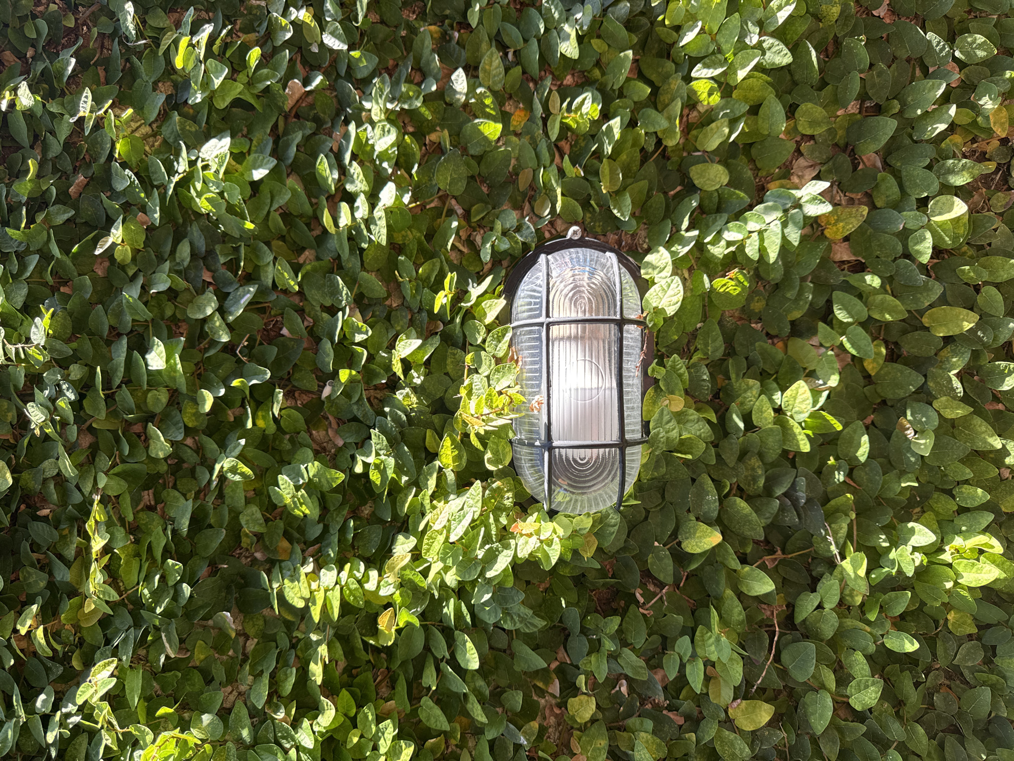 A black metal and clear glass outdoor light fixture is mounted on a wall covered in green ivy. The leaves are round and densely packed, creating a green backdrop. Sunlight is dappling the scene, casting shadows and highlighting different areas of the ivy. The light fixture is in the center of the image, surrounded by the ivy. The image was taken in Unknown, Unknown.