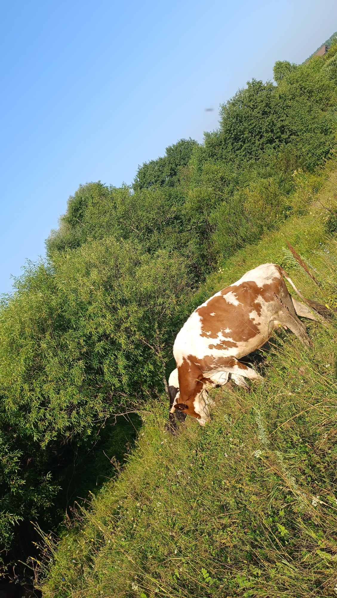 In the city of Karsha, Russia, a brown and white cow is seen grazing in a grassy field on a sunny day. The cow is positioned in the lower right quadrant of the image, facing towards the left and down, with its head lowered to the ground as if eating. The field is characterized by lush green grass and some scattered wildflowers. Behind the field, a dense line of green trees forms a natural backdrop. The sky above is a clear, bright blue. The image is oriented at an angle, giving the impression of a sloping terrain.