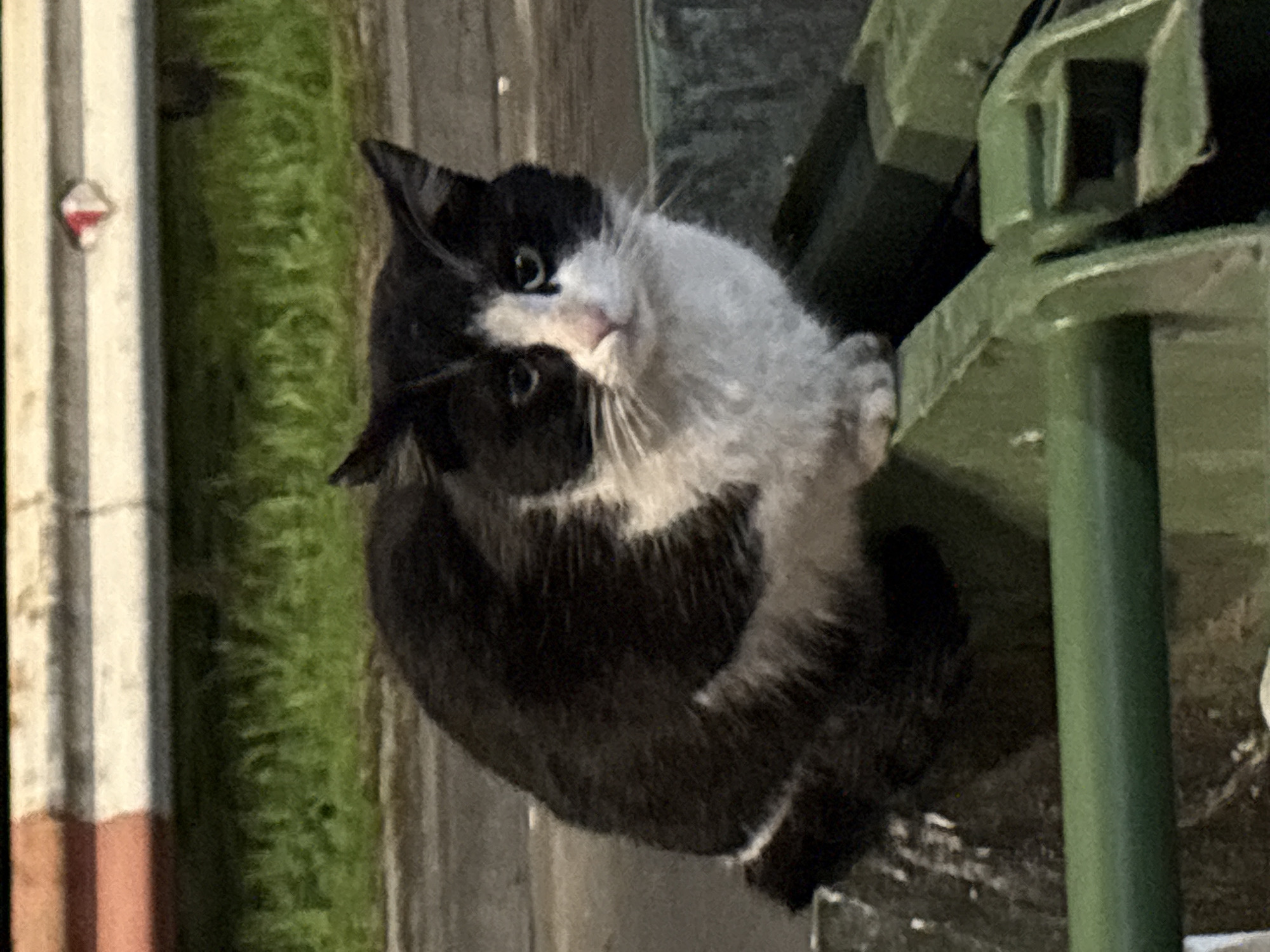 A black and white cat sits on a green dumpster. The setting is likely urban based on the presence of the dumpster and a striated building. The location is specified as Yerevan, Armenia.
