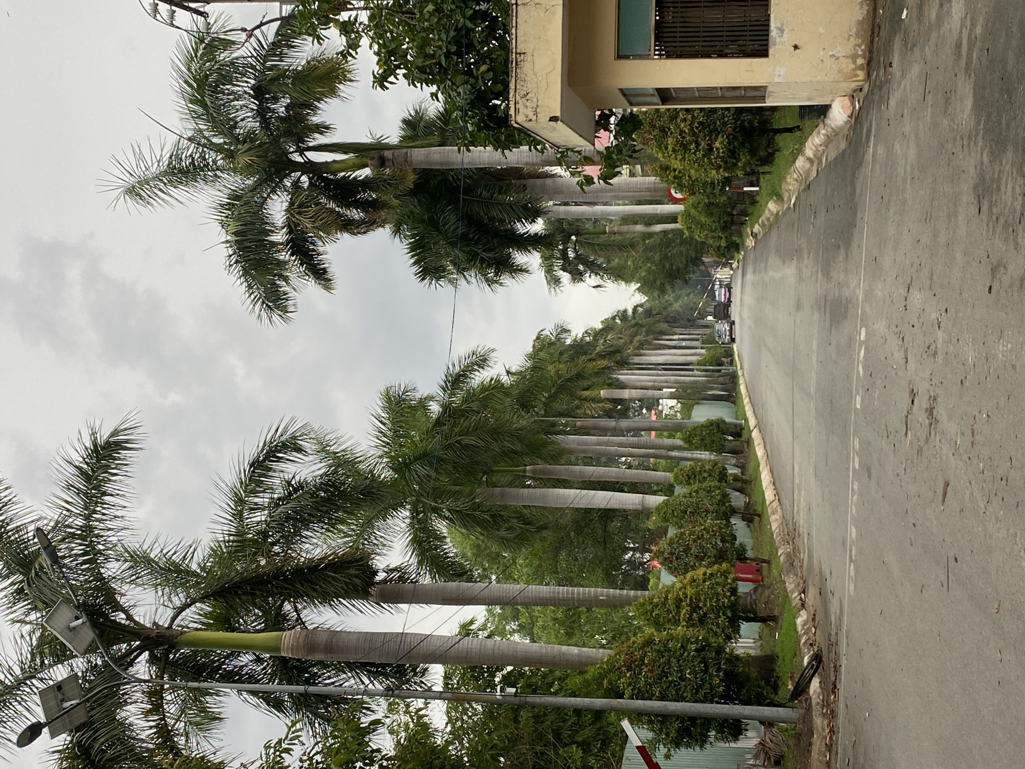 The image depicts a street lined with palm trees in the city of Đồng Nai, Vietnam. The trees are tall and have thin, cylindrical trunks. On one side of the street, there is a building. The road is asphalt and appears to be wet or recently cleaned. Several cars and trucks are visible in the distance beyond an open white and red colored gate. Overhead, a cloudy sky is evident. There are smaller, manicured trees and bushes alternating with the palm trees. A power line is visible in the foreground.