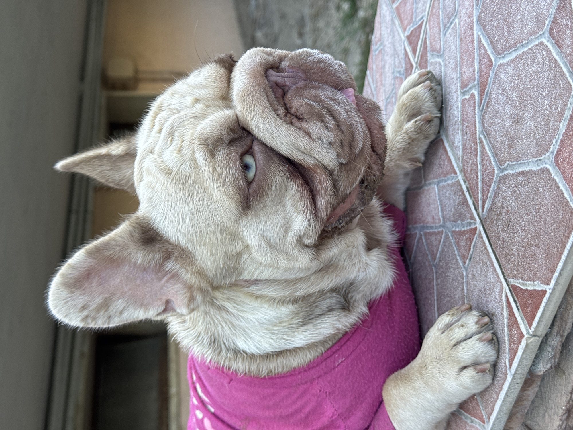 A fawn-colored French Bulldog, wearing a pink top, is lying down on a tiled surface. The dog's head is turned to the right, and its blue eyes are visible. Its tongue is slightly protruding from its mouth. The background appears to be an outdoor setting with a building. The tiled surface is a mix of reddish-brown and beige octagonal tiles with grey grout. The overall scene suggests a relaxed pose of the dog. This image was taken in San Benedetto del Tronto, Italy.