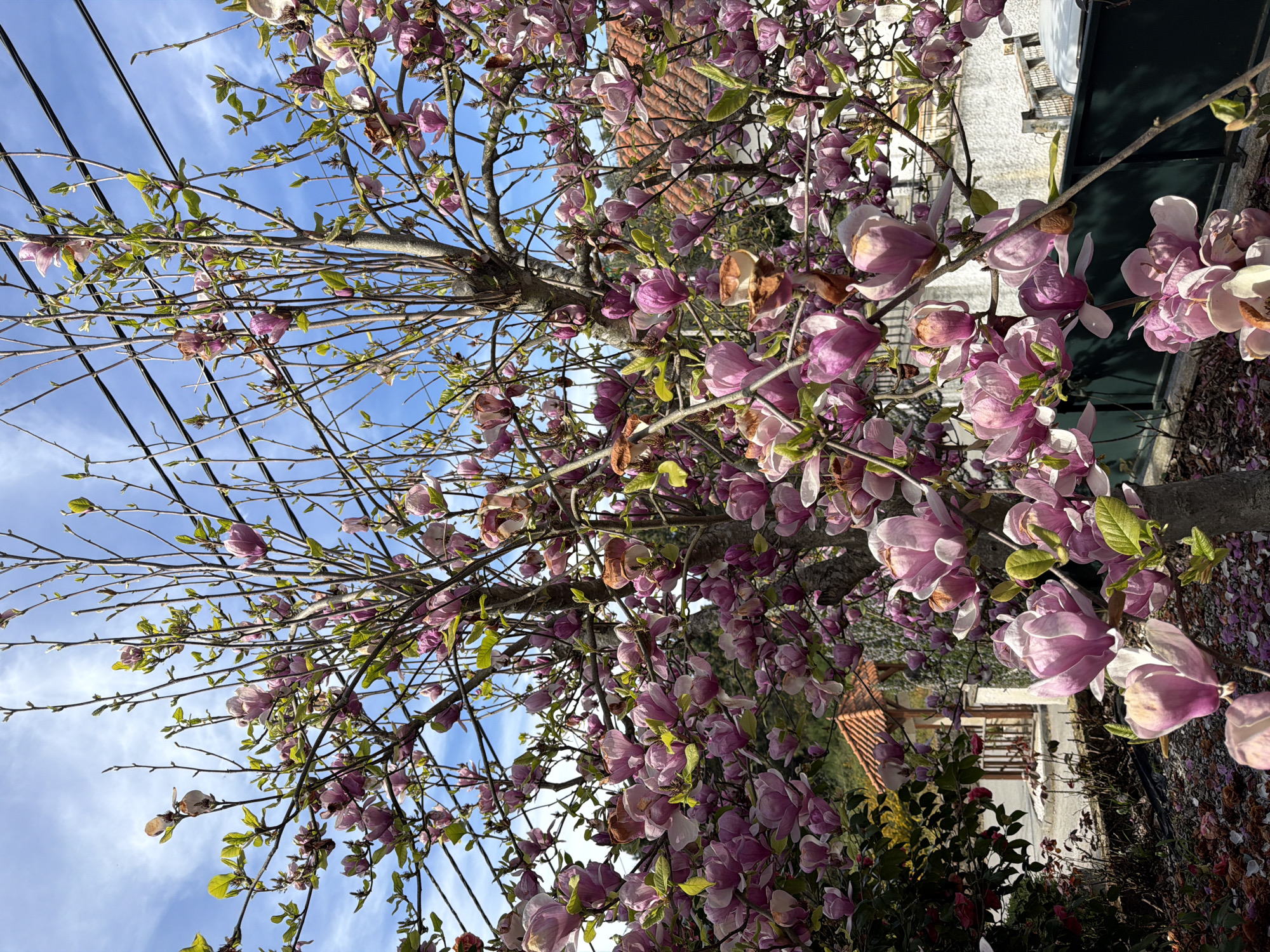 The image shows a flowering magnolia tree, likely in a residential area of Vila Real, Portugal. The tree is in full bloom with large, pink and white flowers, some of which are starting to fade. The tree branches extend towards the sky, which is visible as a clear blue with wispy clouds behind the upper branches. Utility lines are also visible against the sky. In the background, there are buildings with red tile roofs and white walls. The ground below the tree is covered in fallen petals and some foliage. A retaining wall or garden edge is visible on the right side of the image.