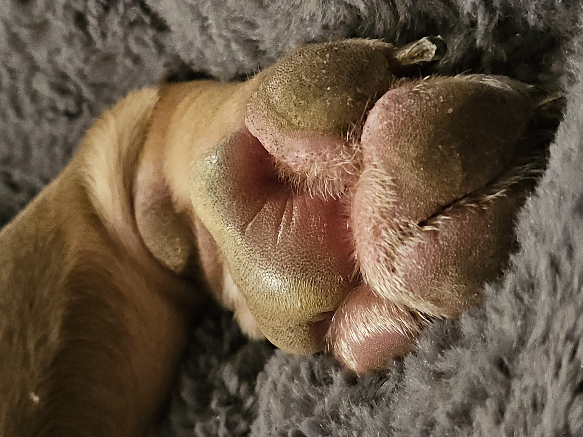 The image shows a close-up, low-angle view of a dog's paw resting on a dark gray, fuzzy blanket. The paw is light brown and pink, with visible toe beans and fur. The blanket appears soft and textured. There is no indication of the location being in Ulyanovsk, Russia. The scene is static and focuses solely on the dog's paw.