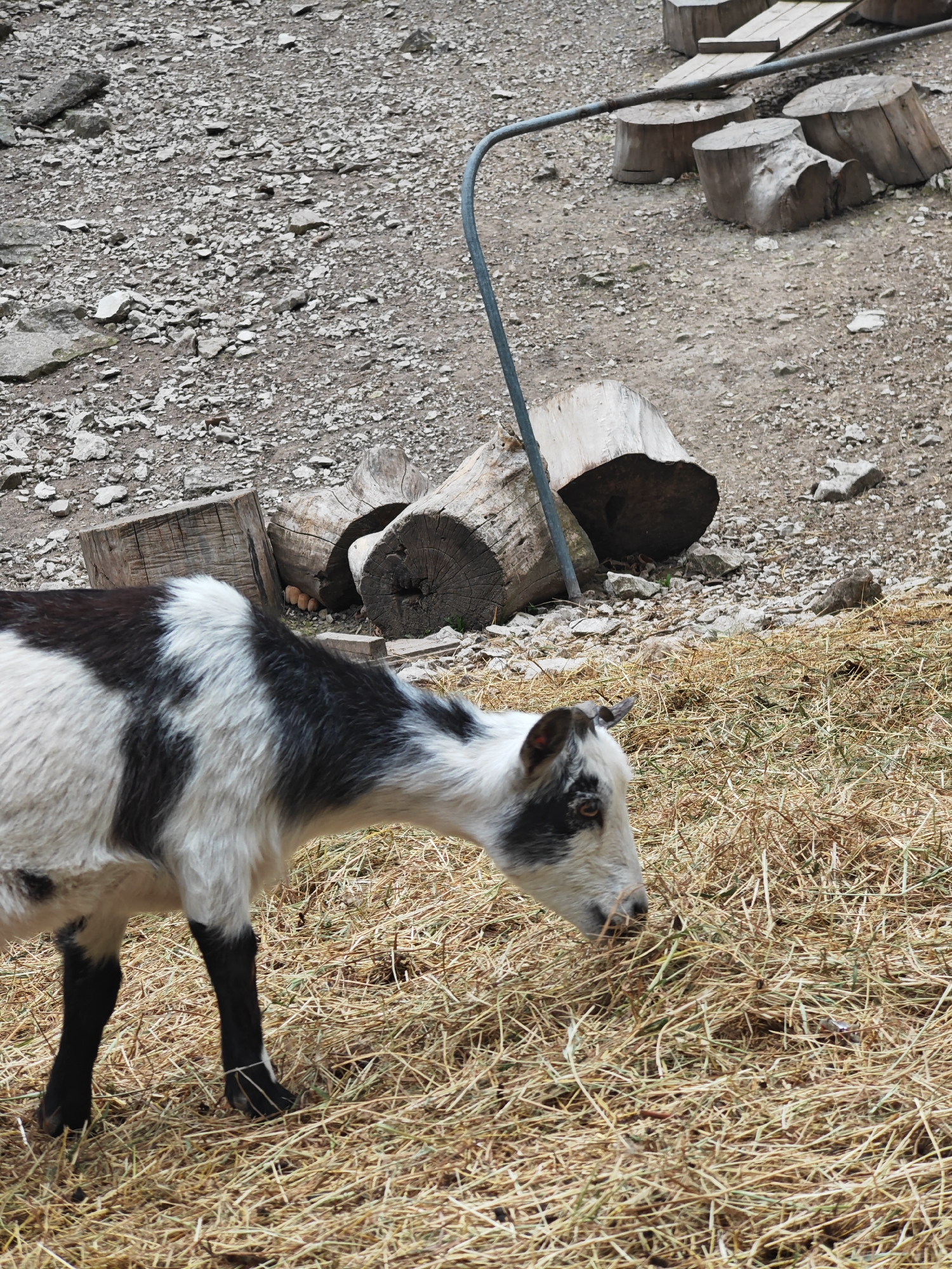 The image shows a black and white goat standing on straw in a natural environment. Behind the goat, there are several tree stumps and a metal pipe. The ground surrounding the stumps is covered with small rocks and gravel. Based on the geotag, the location is Shumen, Bulgaria.