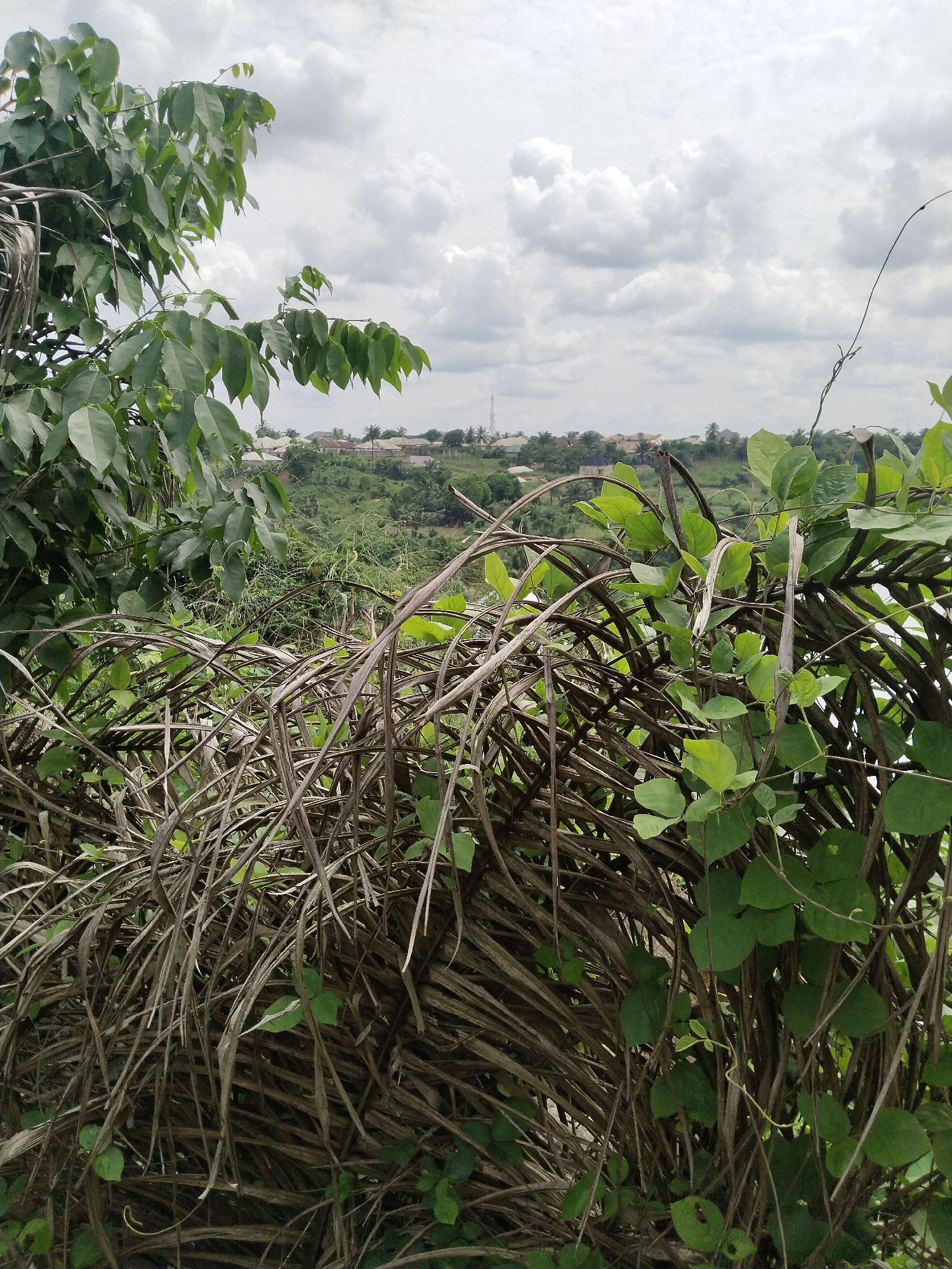 The image presents a view from an elevated position in Uyo, Nigeria. In the foreground, there is a tangle of dried palm fronds interwoven with green vine-like plants. A tree with broad, green leaves is visible in the upper left corner.
In the midground, a lush green hillside slopes downwards, punctuated by trees and other vegetation. Several residential buildings, likely houses, are visible on the horizon atop the hill, scattered amongst palm trees.
The sky is overcast, filled with puffy, grey-white clouds. The lighting suggests it is daytime, but the cloudy sky creates a diffused light.