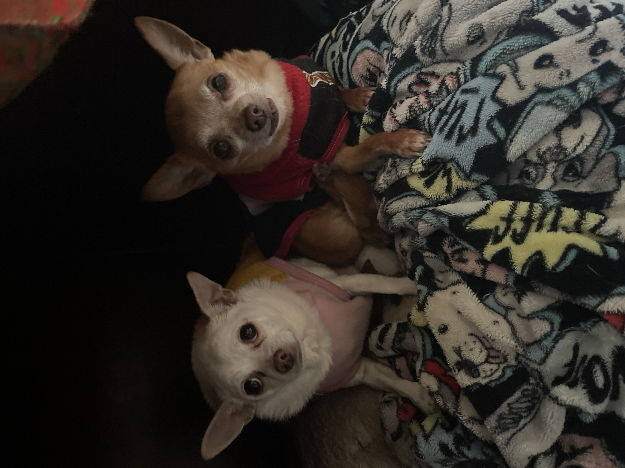 Two Chihuahuas are the primary subjects of the image. One is tan, wearing a red and black garment and is positioned in the upper half. The other is white and wearing a pink harness and is in the lower half. The dogs are lying on and next to a patterned blanket. Part of a dark-colored surface is visible on the left of the image. The image provides no indication that the location is Bogota, Colombia.