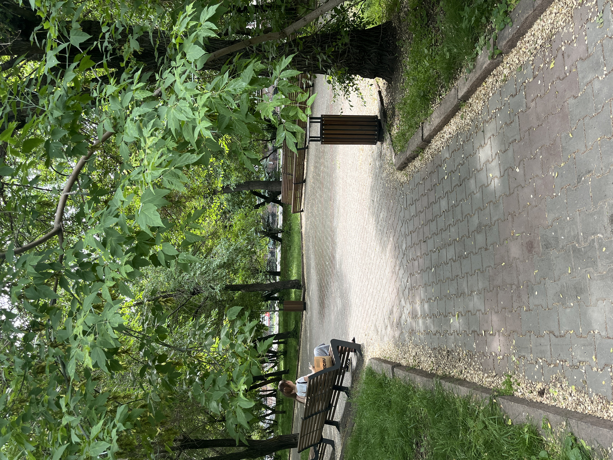 In Krasnoyarsk, Russia, a park scene unfolds on a paved walkway lined with grass. Two women are seated on a wooden park bench, one with her back to the camera. The woman facing away from the camera is wearing a white top and a patterned skirt, holding a paper bag. The other woman, partially visible, is wearing a light-colored top. The environment is dominated by lush green trees, with their leaves casting dappled shadows on the ground. A wooden trash receptacle stands near the walkway. Several other park benches are visible in the background, sparsely scattered amongst the trees. The ground is covered with a mixture of fallen petals and leaves.