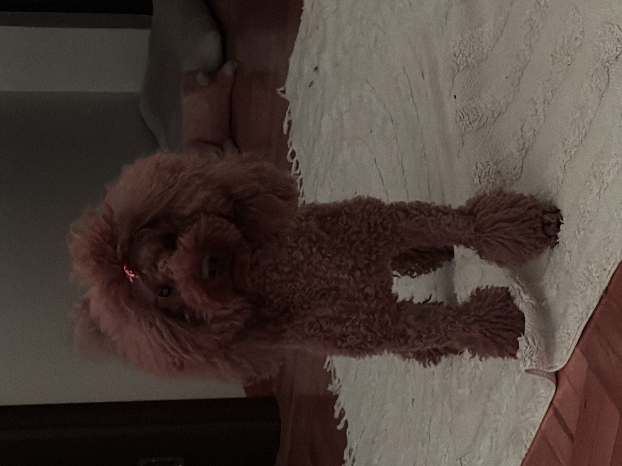 A small, brown poodle with a red hair accessory is standing on a white, textured rug with a fringed edge. The rug is positioned on a brown wooden floor. In the background, there is a gray sofa and a dark, possibly wooden piece of furniture. The location is not possible to infer from the picture.