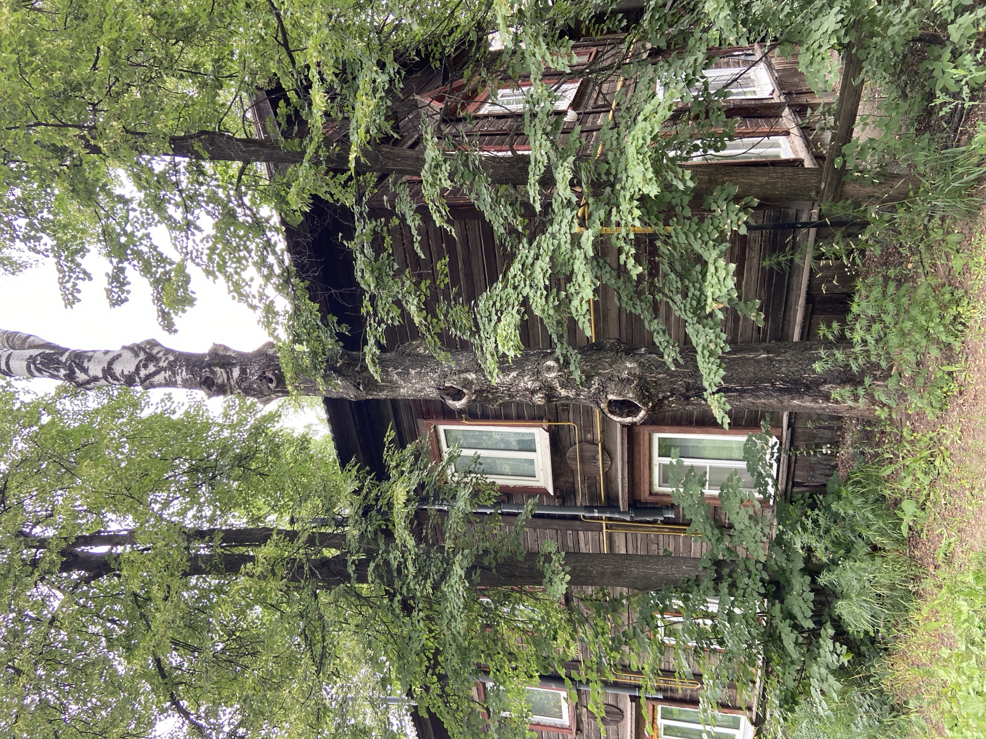 The image depicts the exterior of a rustic, wooden building, possibly a house, heavily overgrown with lush green foliage. Trees are growing very close to and in front of the structure, their branches and leaves obscuring much of the building's facade. Several windows with white frames are visible, some with reflections, suggesting they are made of glass. The building itself appears to be constructed from dark, weathered wooden planks, giving it an aged and somewhat neglected appearance. Yellow pipes run horizontally along the exterior wall.
The scene is dominated by the vibrant green of the leaves, which hang down from branches, creating a dense canopy. The lighting suggests it is daytime, with the sky visible through the leaves appearing bright, indicating overcast or bright conditions. The overall impression is one of nature reclaiming the man-made structure, creating a picturesque but perhaps slightly wild setting. No people are visible in the image, and there is no discernible activity. The location cues, such as the wooden architecture and the type of vegetation, along with the provided context of Votkinsk, Russia, suggest a rural or semi-rural environment. There is no visible text in the image.