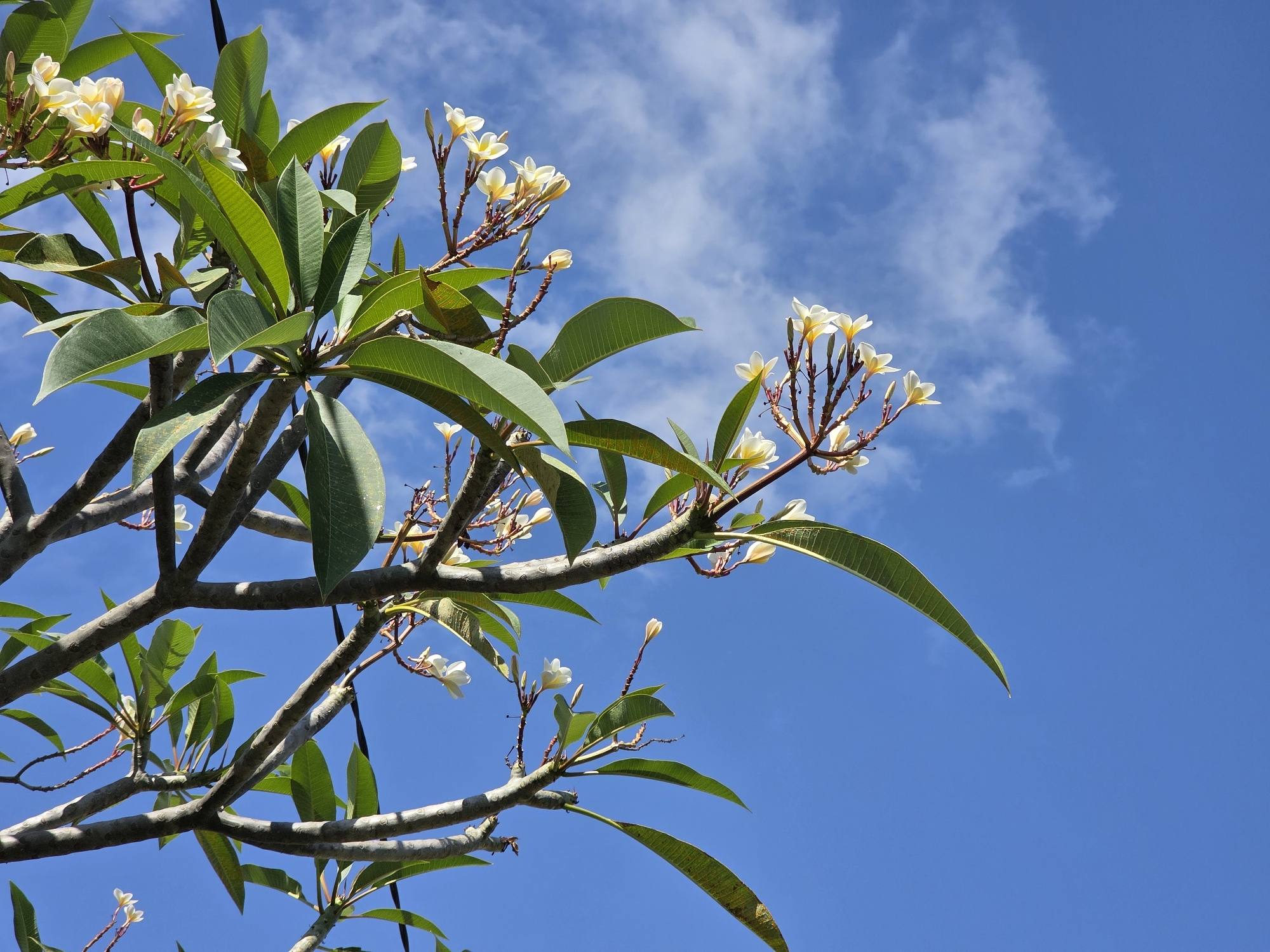 The image shows a Frangipani tree against a bright blue sky with scattered white clouds. The tree's branches, adorned with lush green leaves and delicate white and yellow flowers, extend across the frame. The lighting suggests a clear, sunny day. The scene is likely captured outdoors, possibly in a garden or park setting within Seririt, Indonesia, given the prevalence of tropical flora and clear skies often experienced in the region.