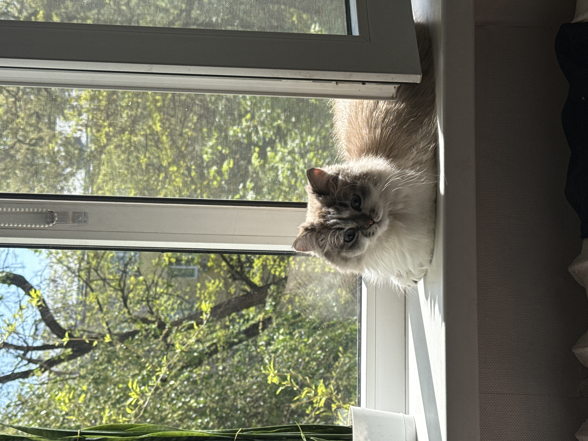 A Ragdoll cat is sitting on a white windowsill, looking out of the window. The window overlooks green trees, suggesting it's either spring or summer. The location is unknown beyond the city of Rostov-on-Don, Russia.