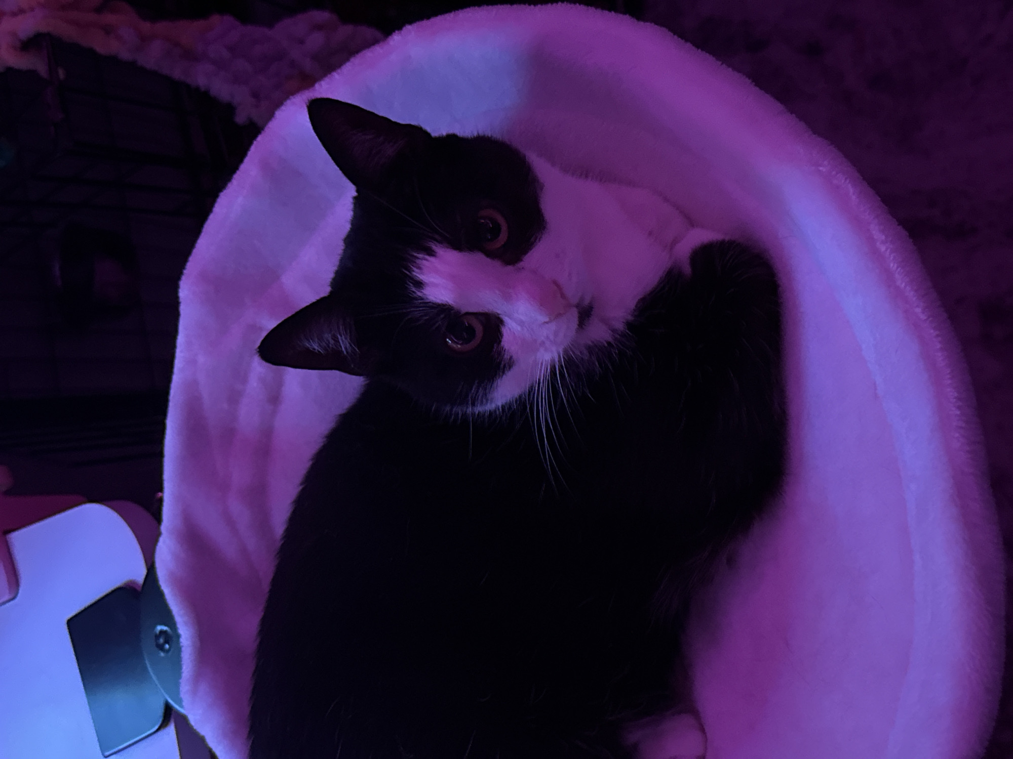A black and white cat lies curled in a soft, pink, plush bed. The cat is positioned on its right side, facing the viewer with its head turned slightly to the left. Its eyes are open and appear to be a yellowish-orange color. The cat's fur is black on its back, head, and tail, with white markings on its chest, chin, and a blaze on its forehead. The cat is illuminated by purple lighting, which casts a pinkish hue over the scene. The background is dark and out of focus, with hints of a cage or shelving unit. The image appears to be taken indoors. No specific location in Pudomyagi, Russia is identifiable from the image itself.