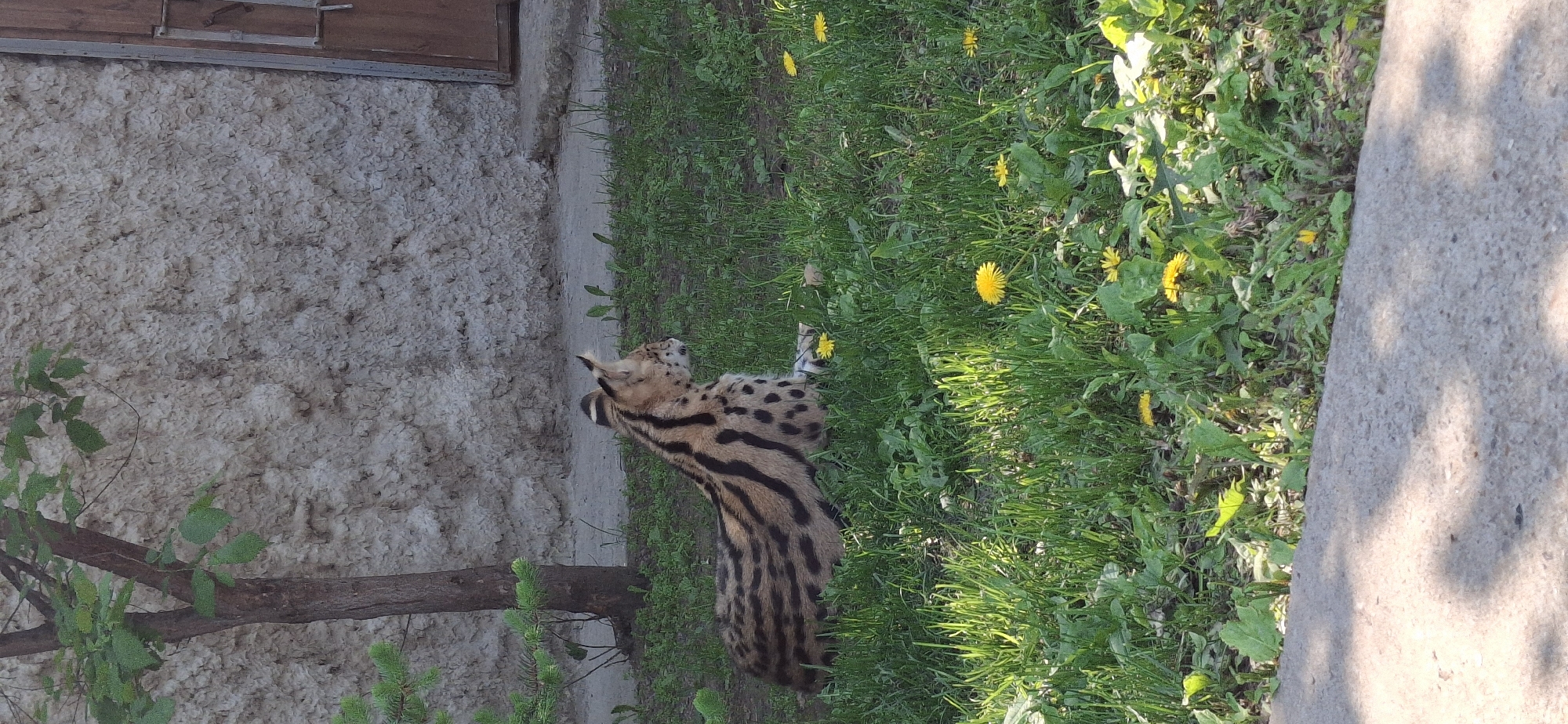 The image shows a serval cat lying in the grass near a stone wall and a building. The scene appears to be in a park or zoo environment, possibly in Izhevsk, Russia. The grass has dandelions and other small plants growing in it. The cat is oriented with its head towards the top of the frame and its body extends downward.