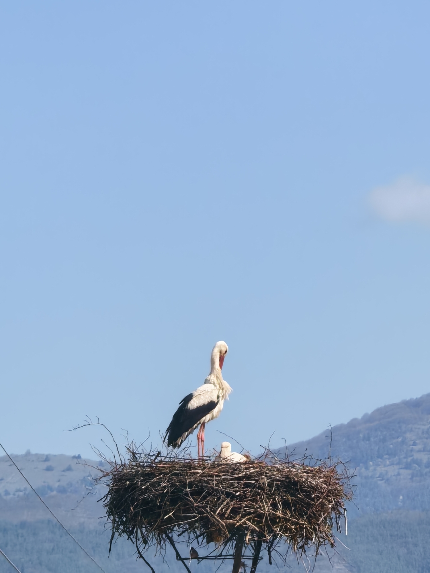 A stork stands in a large nest atop a pole in Unknown, Unknown. The nest, constructed of sticks and branches, is large and prominent against the backdrop of a light blue sky with a single, faint cloud. The stork is mostly white with black wing feathers, its red beak visible. Another, smaller bird, also white, sits in the nest. Mountains are visible in the background. Utility poles and lines are also visible.