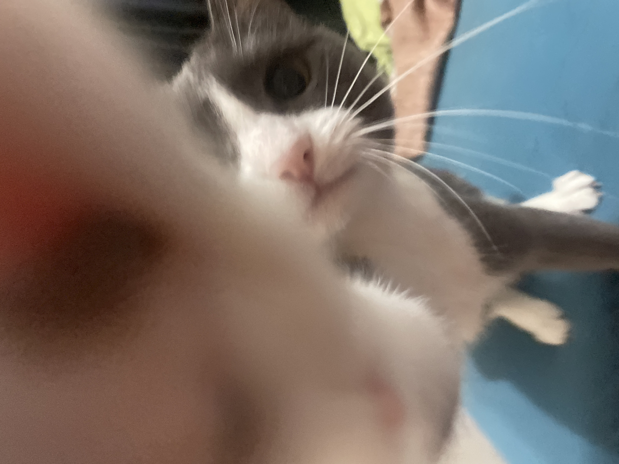The image shows a close-up view of a cat with gray and white fur. The cat's face is partially obscured by an out-of-focus object in the foreground. The cat's nose is pink, and its whiskers are white and prominent. The background appears to be a blue surface with a hint of green. The cat's paws are visible in the upper right corner of the image. The location is unknown.