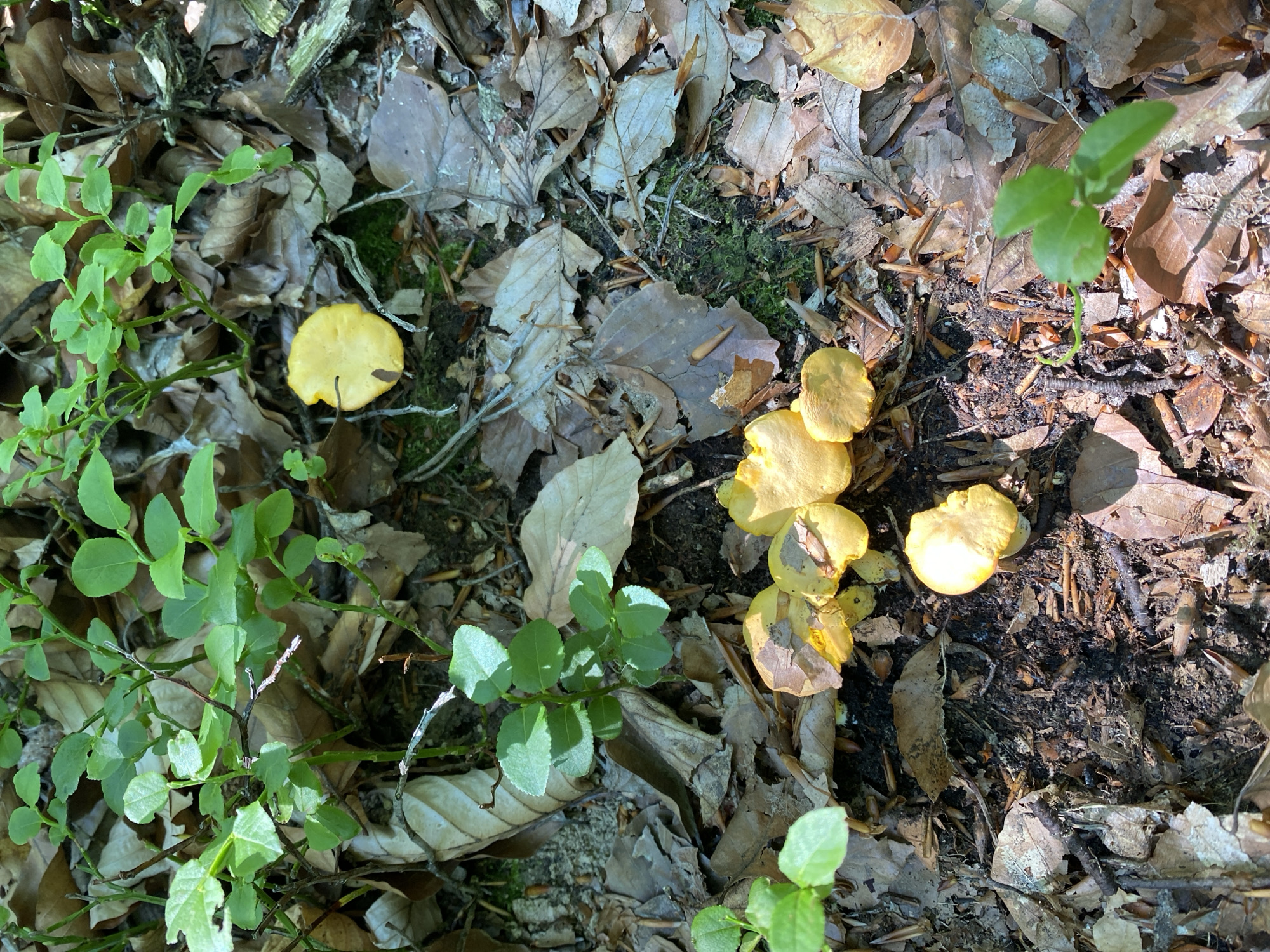 The image depicts a forest floor with a cluster of small, bright yellow mushrooms prominently displayed in the lower-middle section. The mushrooms are growing among fallen leaves, twigs, and some green vegetation. To the left and in the upper part of the image, there are several small green plants with oval-shaped leaves. The ground is covered with a mix of brown, decaying leaves, pine needles, and dark soil. The lighting suggests it is daytime with sunlight filtering through the trees, creating shadows and highlighting certain areas. There are no people or animals visible in the image. The scene is a natural outdoor environment, consistent with a forest or woodland setting. The location in Oglinzi, Romania, is noted, implying this is a detail from a broader context.