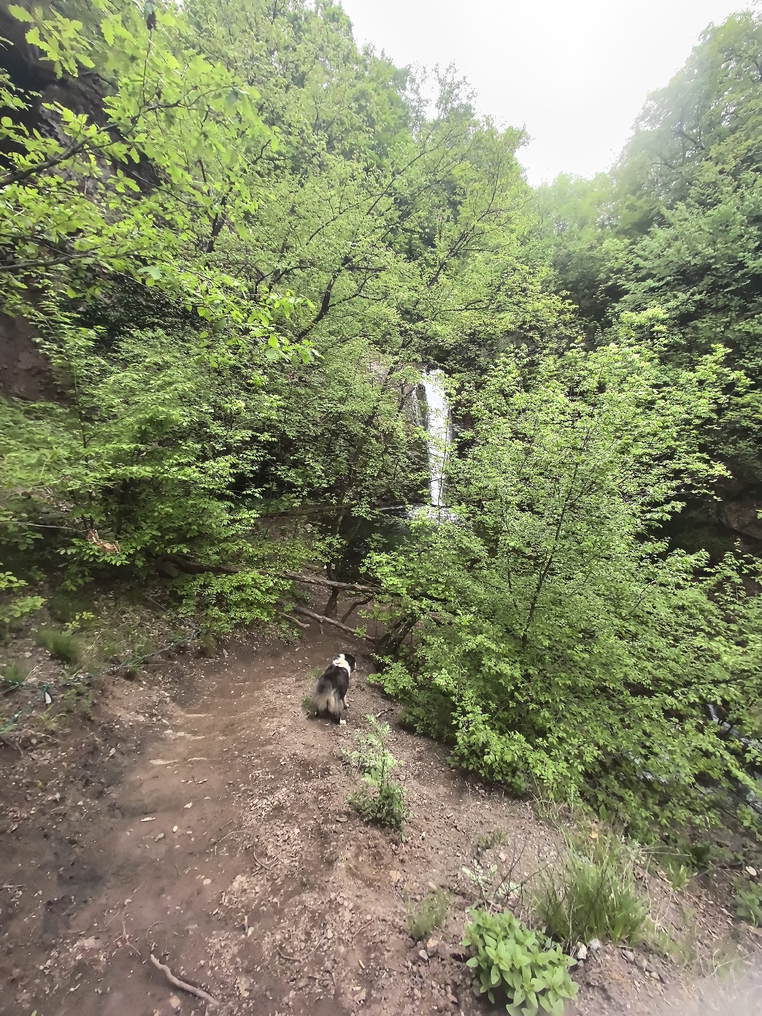 A slightly high-angle shot depicts a forest scene near Gornoslav, Bulgaria, featuring a narrow dirt trail in the foreground. A black and white dog stands on the trail, facing away from the camera and slightly toward the right, where the trail curves downward. Dense foliage, mostly green trees and shrubs, lines both sides of the trail. Through the trees, a narrow waterfall is visible in the center of the frame, cascading down a dark rock face. The sky is overcast, providing soft, diffused lighting to the scene. The focus is primarily on the trail and the immediate surrounding foliage, while the waterfall is partially obscured by the dense vegetation.