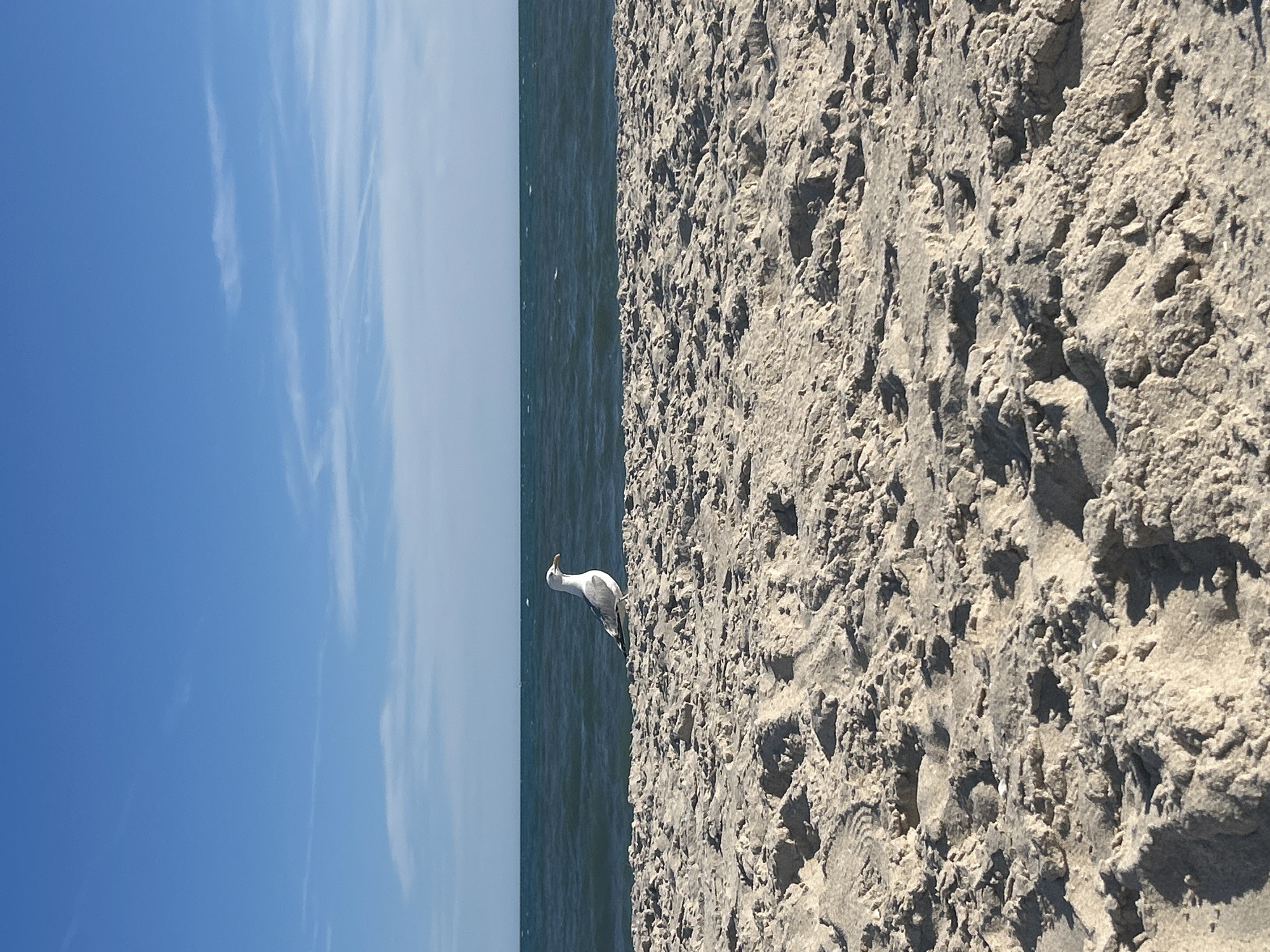 A solitary seagull stands on a sandy beach, facing right. The beach is composed of coarse, light-colored sand with visible texture and shadows. Behind the beach, the dark blue ocean stretches towards the horizon, meeting a light blue sky with wispy white clouds. The scene is set on a sunny day. The location is Robert Moses State Park, Town of Islip, New York, United States of America.