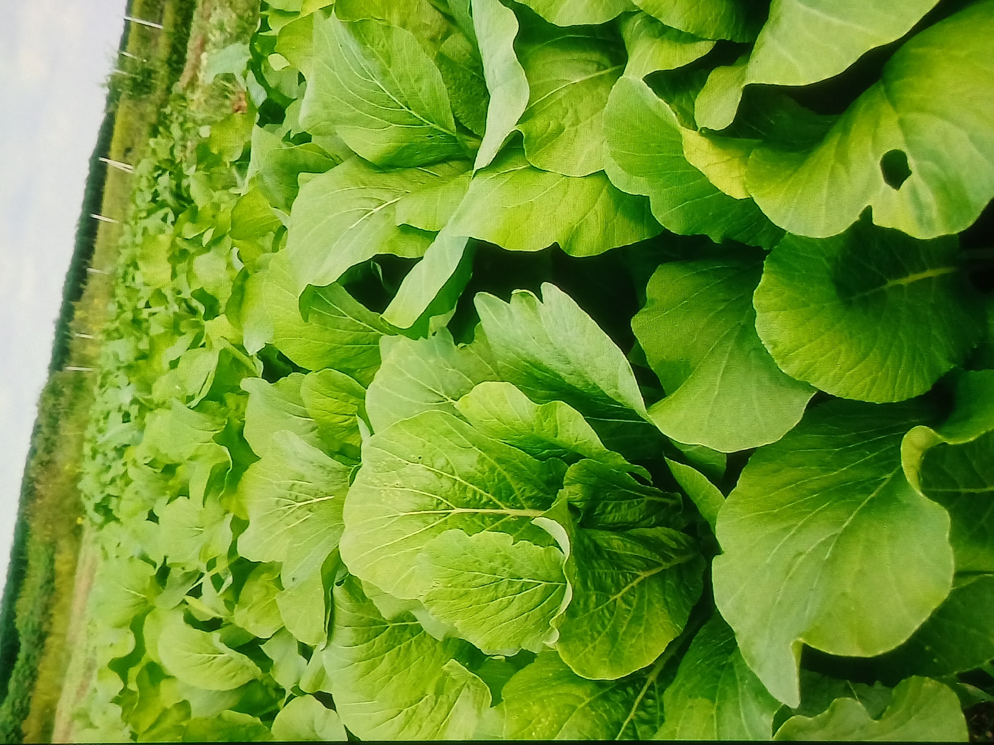 An outdoor, medium shot captures a field of vibrant green bok choy plants under a cloudy sky. The foreground is dominated by lush, leafy vegetables, with their broad, textured leaves overlapping and creating a dense carpet of green. Some leaves display prominent veins, while others have minor imperfections such as a small hole in one leaf, visible in the lower right portion of the image.
In the background, the field continues, with rows of bok choy stretching towards a distant tree line. The terrain appears to be slightly sloped, with some sparse vegetation and thin, vertical posts indicating a boundary or support structure. The overall impression is of a thriving agricultural landscape.
The specific location of Setia Bakti, Indonesia, is not directly discernible from the visual elements of the image itself. However, the agricultural setting and the types of plants suggest a rural or semi-rural environment.