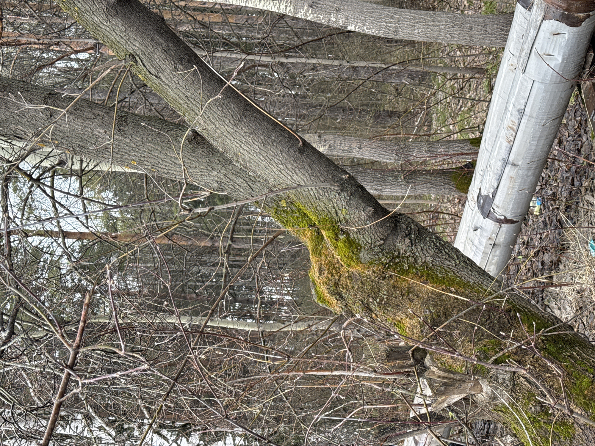 The image shows a section of a forest or wooded area, likely in a park or less-developed area. Several trees are visible, including a large, moss-covered tree trunk that is either leaning or fallen. In the background are thinner trees and bare branches. A large, duct-taped pipe is lying on the ground near the trunk. No people or animals are visible. The image's location is Chaikovsky, Russia.