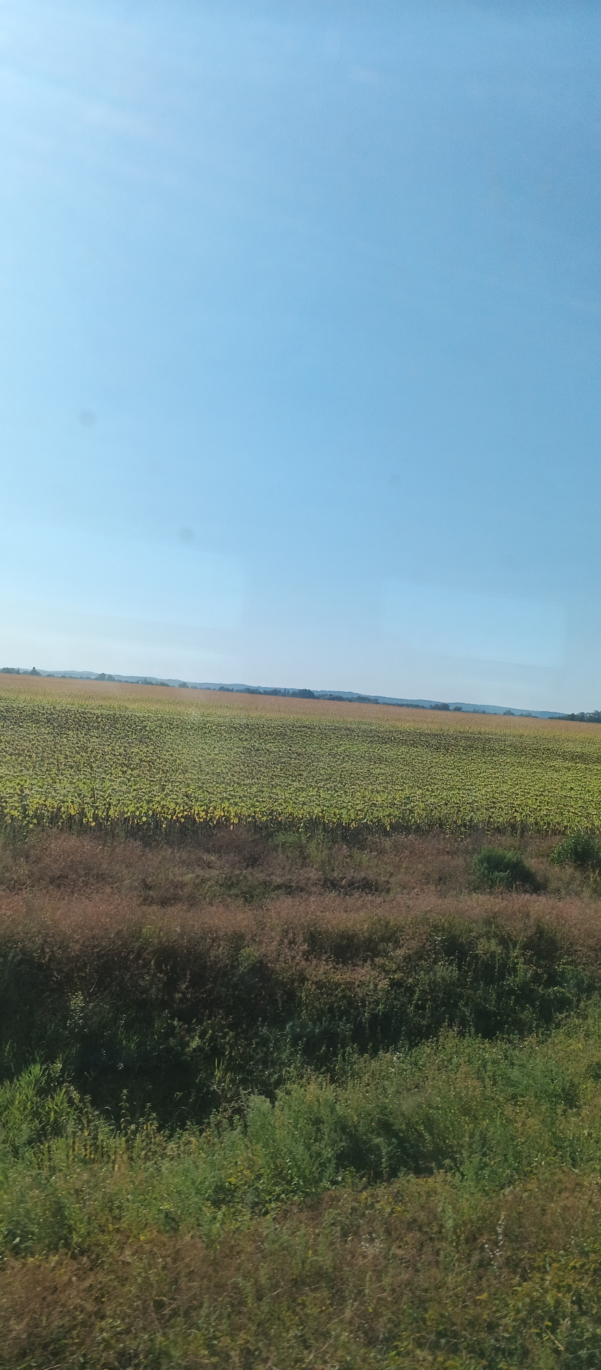 A wide, horizontal, medium-shot image displays a vast, sunlit field of sunflowers under a clear, light-blue sky. The field dominates the midground and stretches to the horizon, which is marked by a line of low, distant hills. In the foreground, a strip of dense, wild vegetation, with hues of brown, green, and dry grasses, creates a stark contrast with the cultivated sunflowers. The image appears to have been taken from a moving vehicle, possibly a train or car, as indicated by slight motion blur and reflections on the surface. The scene evokes a sense of rural tranquility and the bounty of nature, potentially in Stepanky, Ukraine, given its agricultural landscape.