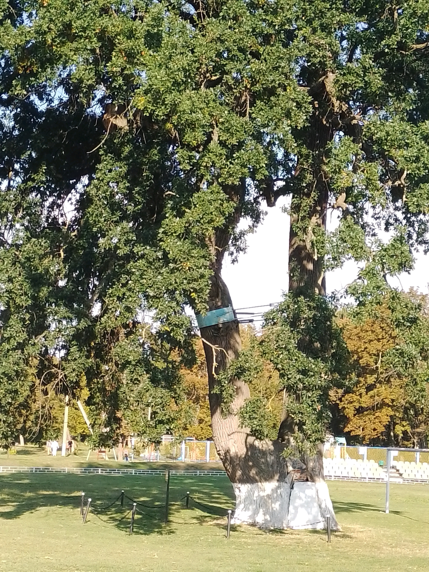 A very large, old oak tree dominates the center of the frame, its branches extending outward and covered in green leaves. A pale blue metal band is visible on the trunk of the tree, attached to some wires. The base of the tree trunk is whitewashed. In the background, there is a grassy field with a white fence and some bleachers. Further in the background, there are other trees with some autumn foliage. The sky is visible through the branches of the oak tree and appears to be a clear, bright blue. There are no people clearly visible in the immediate vicinity of the tree. The scene suggests a park or open recreational area. The tree is located in the city of Velyka Bahachka, Ukraine.