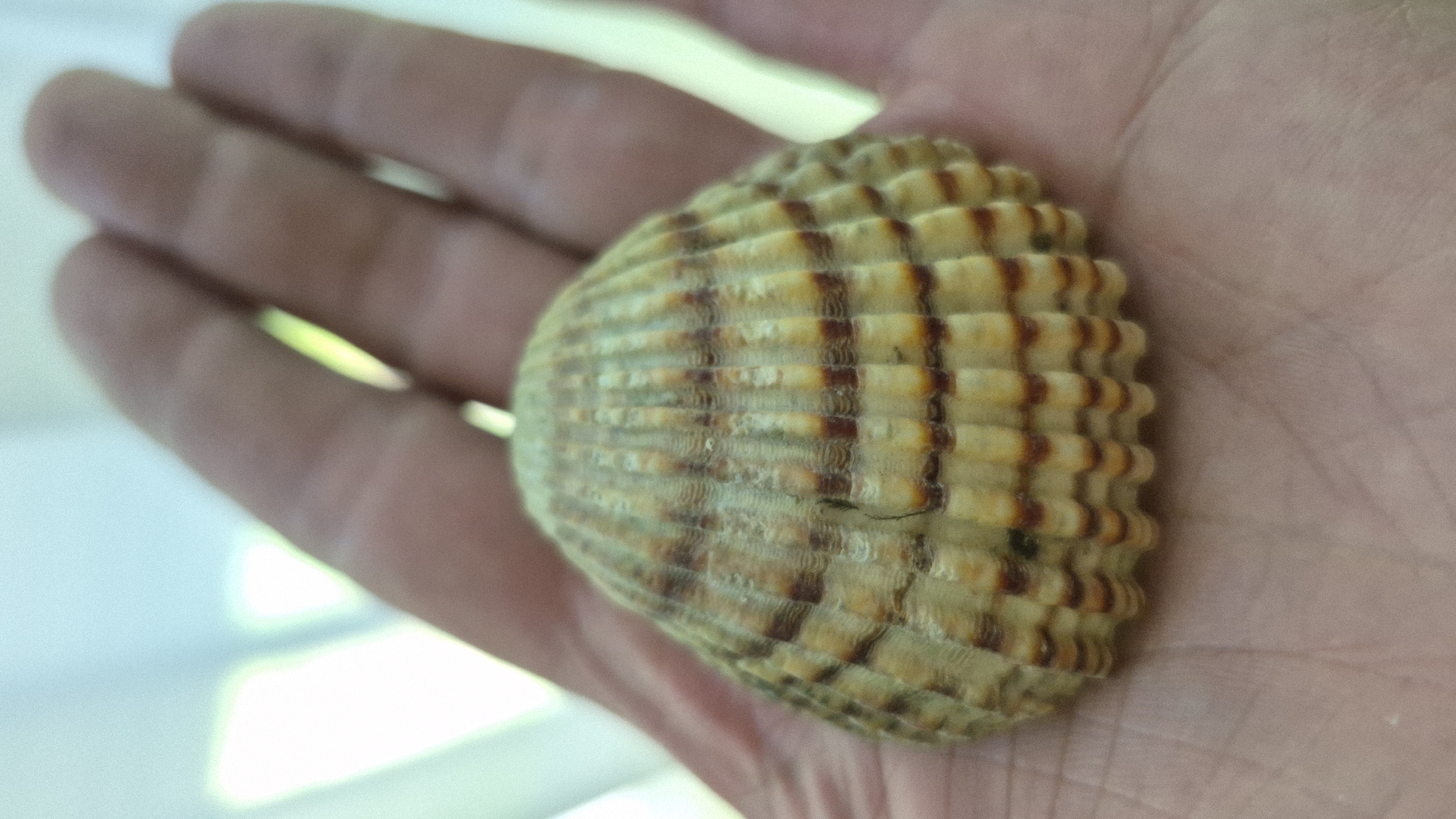 A close-up, overhead shot shows a person's cupped hand holding a ribbed seashell. The shell is oval-shaped and has alternating bands of pale yellow and reddish-brown ridges. The hand is flesh-toned and slightly blurred, with visible palm lines. The background is out of focus, with a bright, diffuse light source suggesting an outdoor or well-lit indoor environment. No specific landmarks or context for Gdańsk, Poland are visible in the image.