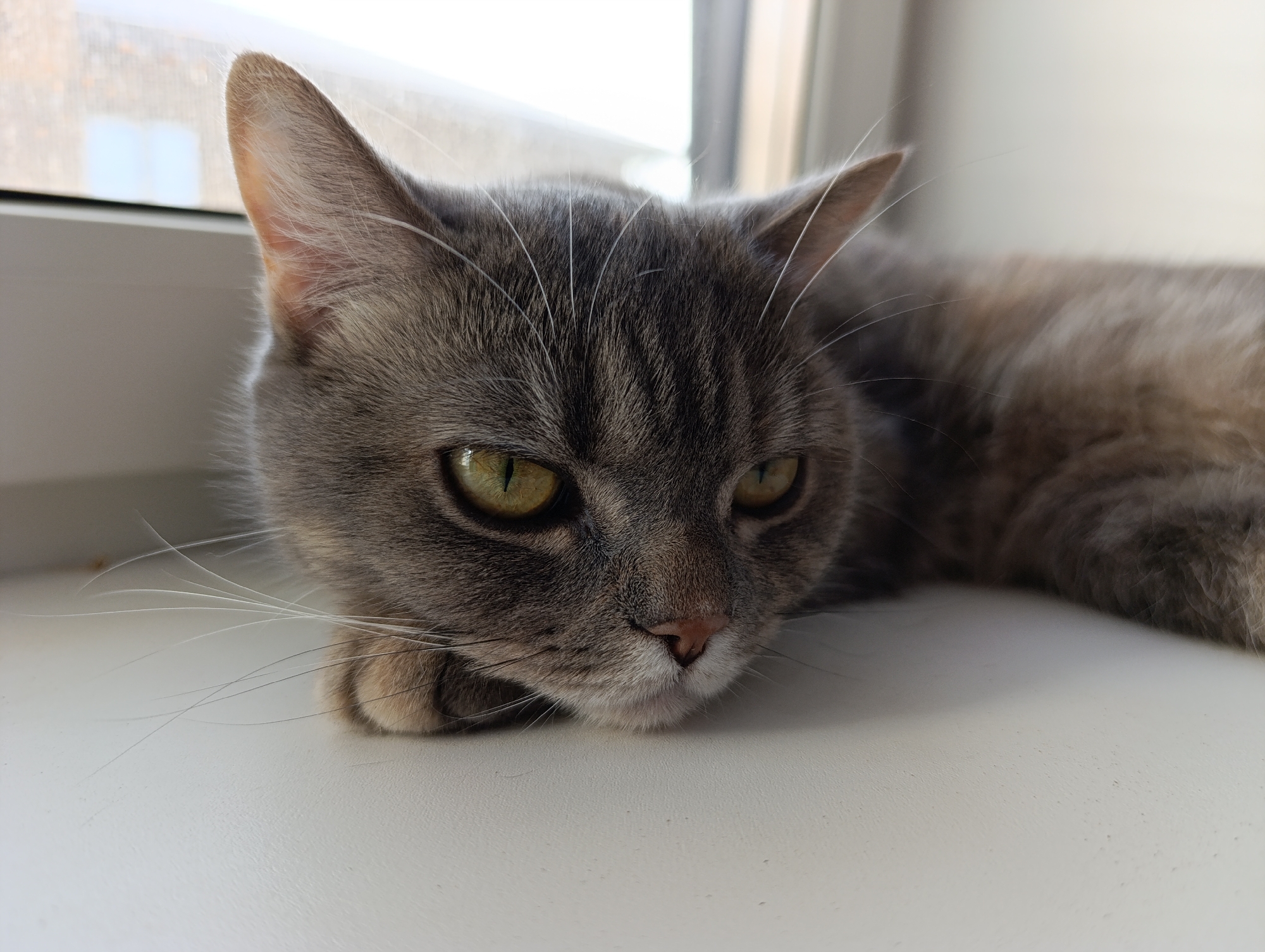 A grey tabby cat with yellow-green eyes rests on a white surface, likely a windowsill. The cat's head is in the foreground, with its body extending to the right. The cat's left paw is visible beneath its chin. A window is visible in the background, slightly out of focus. The image appears to be taken in natural light. There is no information present in the image to specifically identify it as being taken in the city of Chaikovsky, Russia.