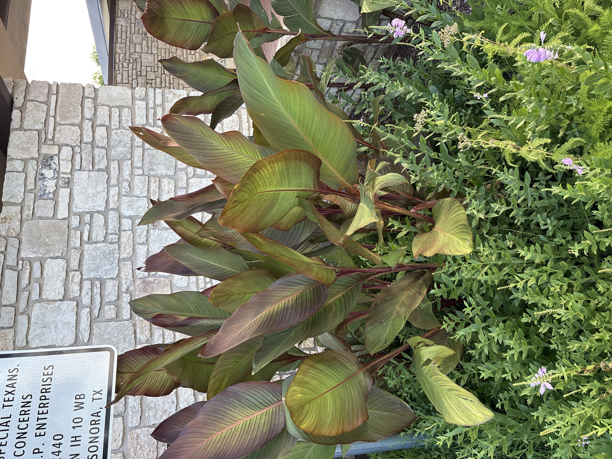 A cluster of large, dark red and green tropical plants with broad leaves stands in front of a light-colored, rough-hewn stone wall. The wall appears to be part of a building's exterior. In the foreground, smaller green plants and a few small purple flowers are visible. Above the stone wall, a portion of a modern building with a dark roofline is visible, with a bright sky in the background. A white sign with black text is partially visible on the left side of the image, with text including "SONORA, TX." The overall scene suggests an outdoor landscaping element in Sonora, Texas.