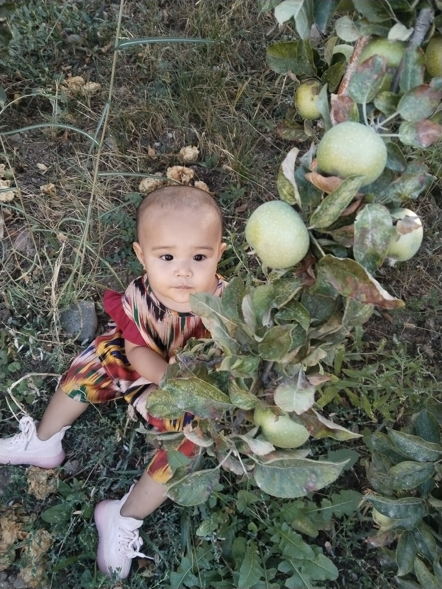 A young child sits on the ground, surrounded by vegetation and what appear to be unripe apples. The child is wearing a colorful, patterned outfit and pink sneakers. The environment is outdoors, with dry grass and leaves on the ground, suggesting a rural or garden setting. The child is looking directly at the camera with a neutral expression. The image was captured in the city of Akata, Uzbekistan.